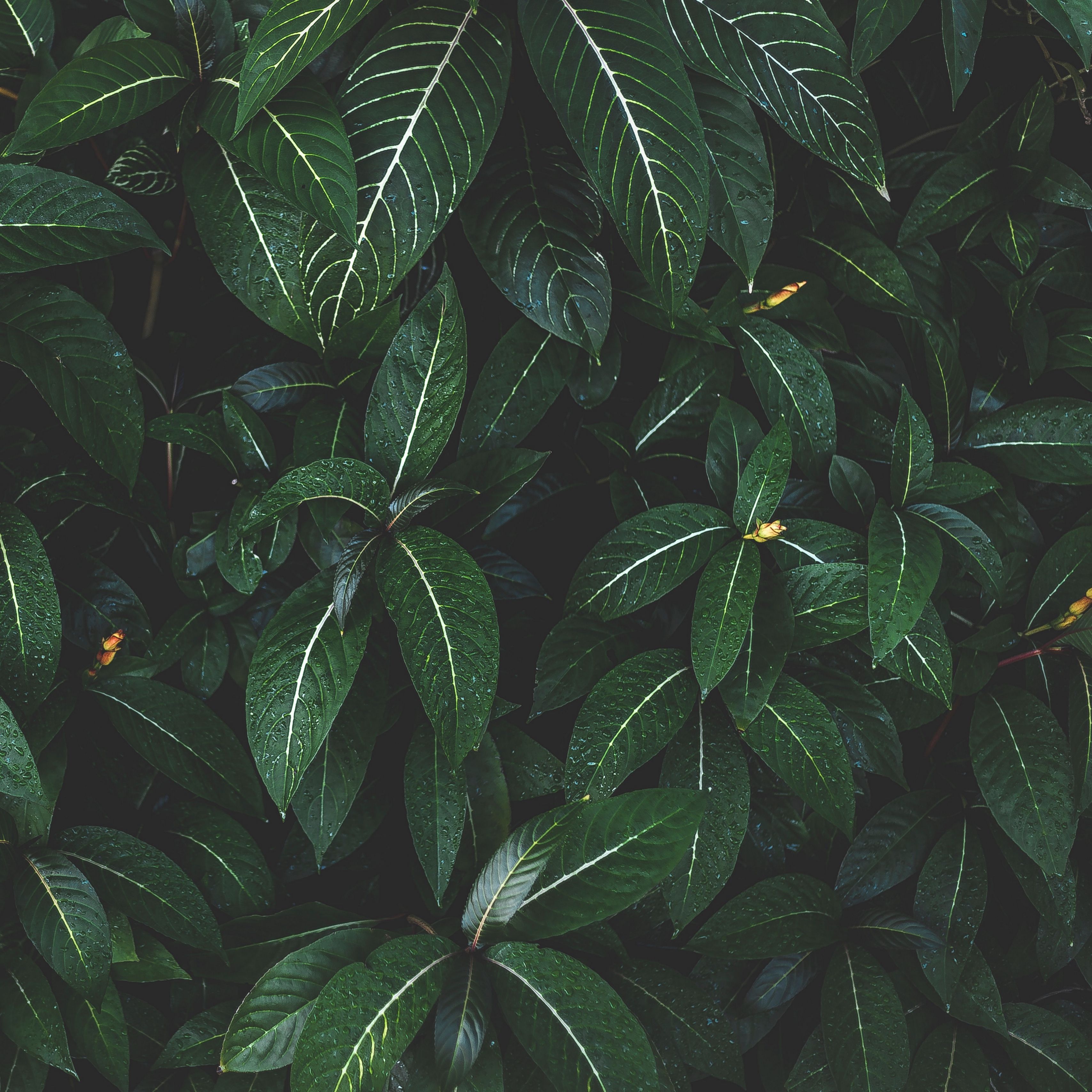 Plant Wallpaper
