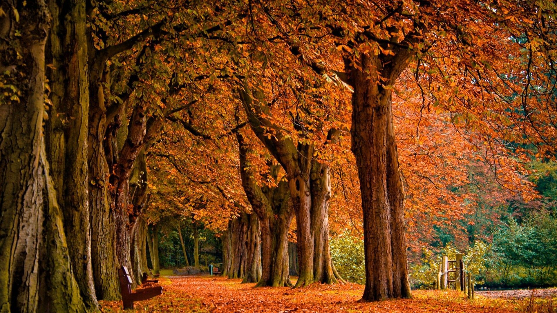 Autumn Wallpaper HD 1920x1080 Download. Fall desktop background, Desktop wallpaper fall, Autumn wallpaper hd