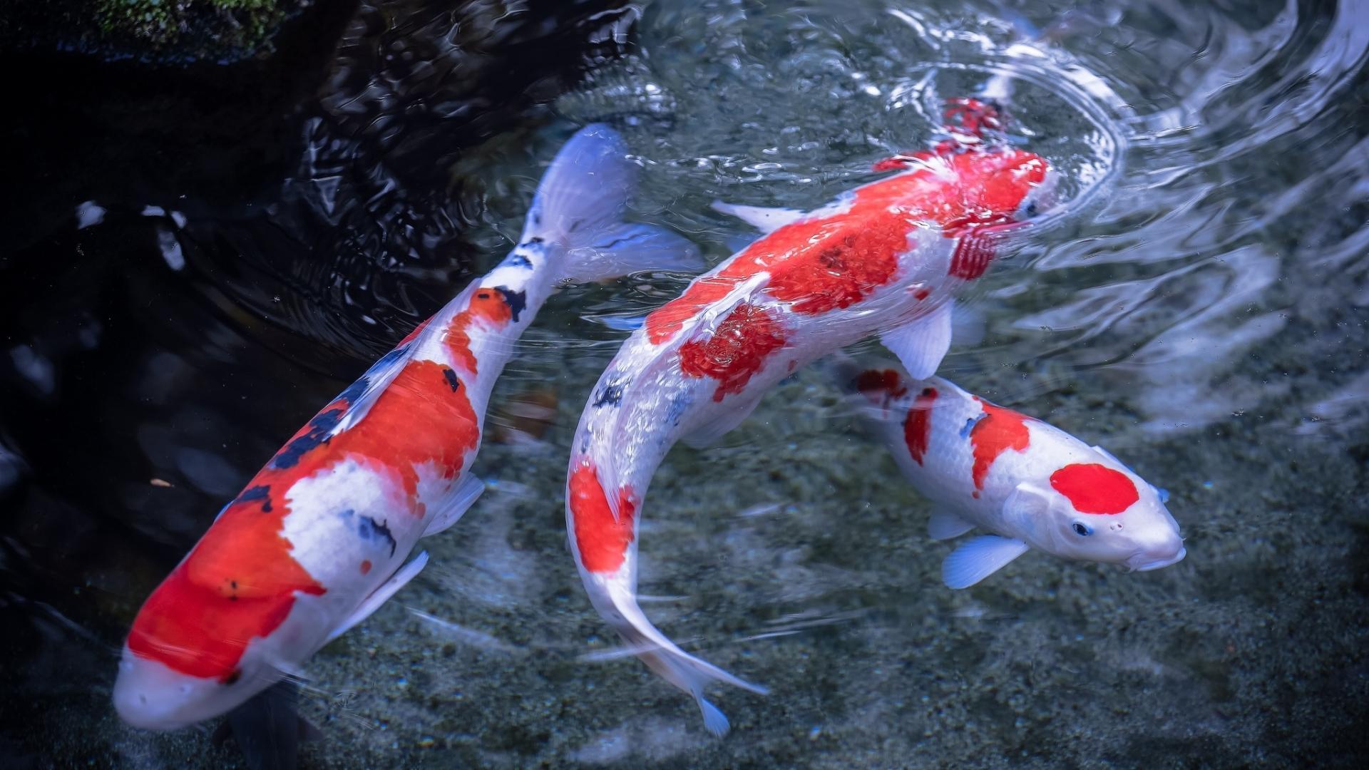 Koi Fish Live Wallpaper for Android