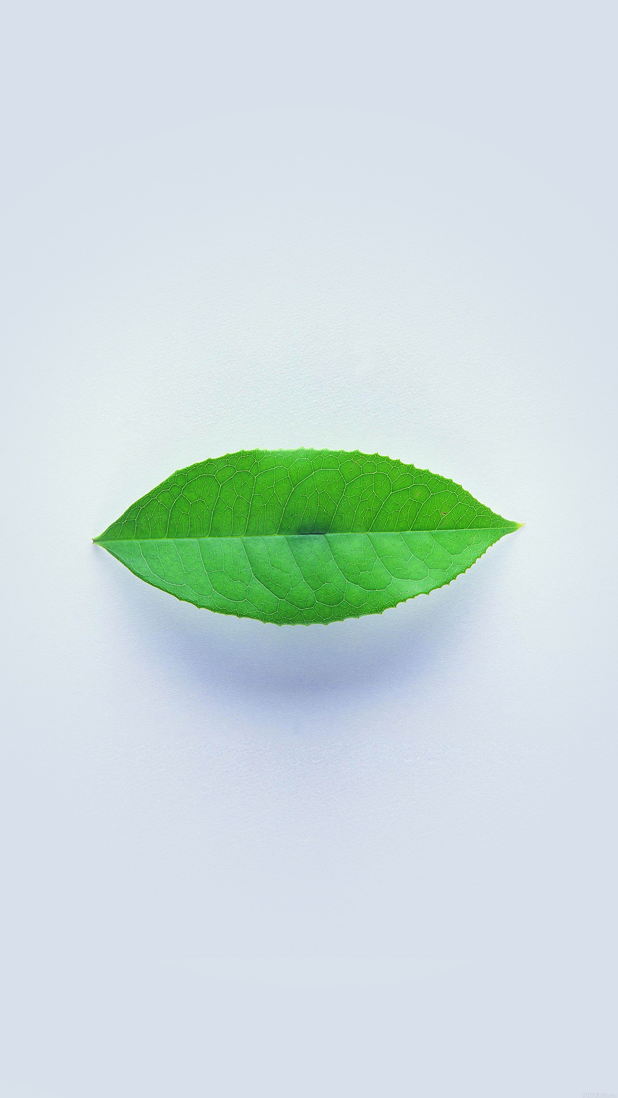 Simple Green Leaf Minimal iPhone 6 Plus HD Wallpaper HD