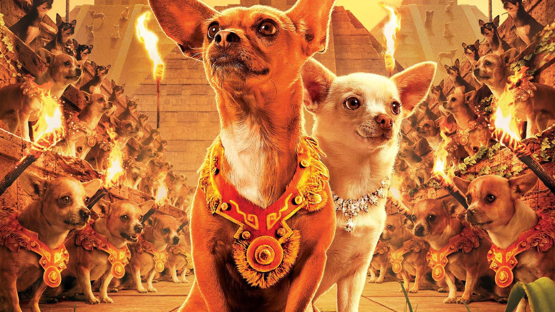 Beverly Hills Chihuahua HD Wallpaper and Background Image