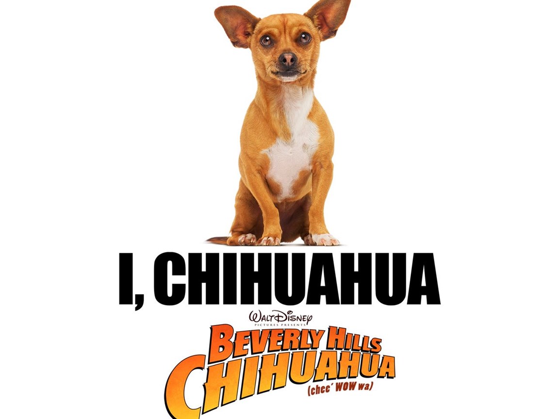 Beverly Hills Chihuahua Wallpaper (1280 X 1024 Pixels) Desktop Background