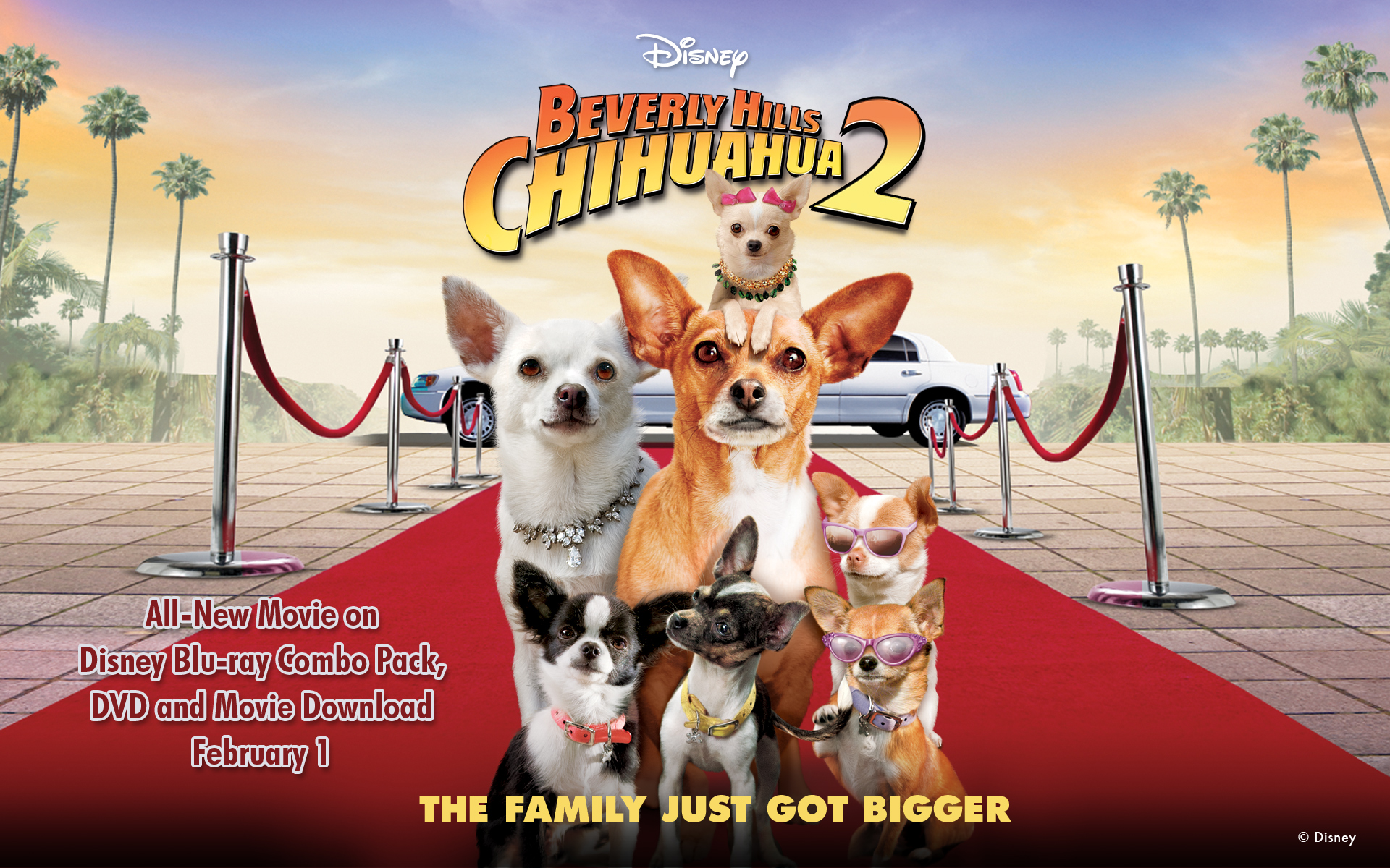 Free download Beverly Hills Chihuahua 2 Wallpaper Disney 4 [1920x1200] for your Desktop, Mobile & Tablet. Explore Chihuahua Christmas Wallpaper. Chihuahua Wallpaper Free Download, Chihuahua Wallpaper, Chihuahua Wallpaper
