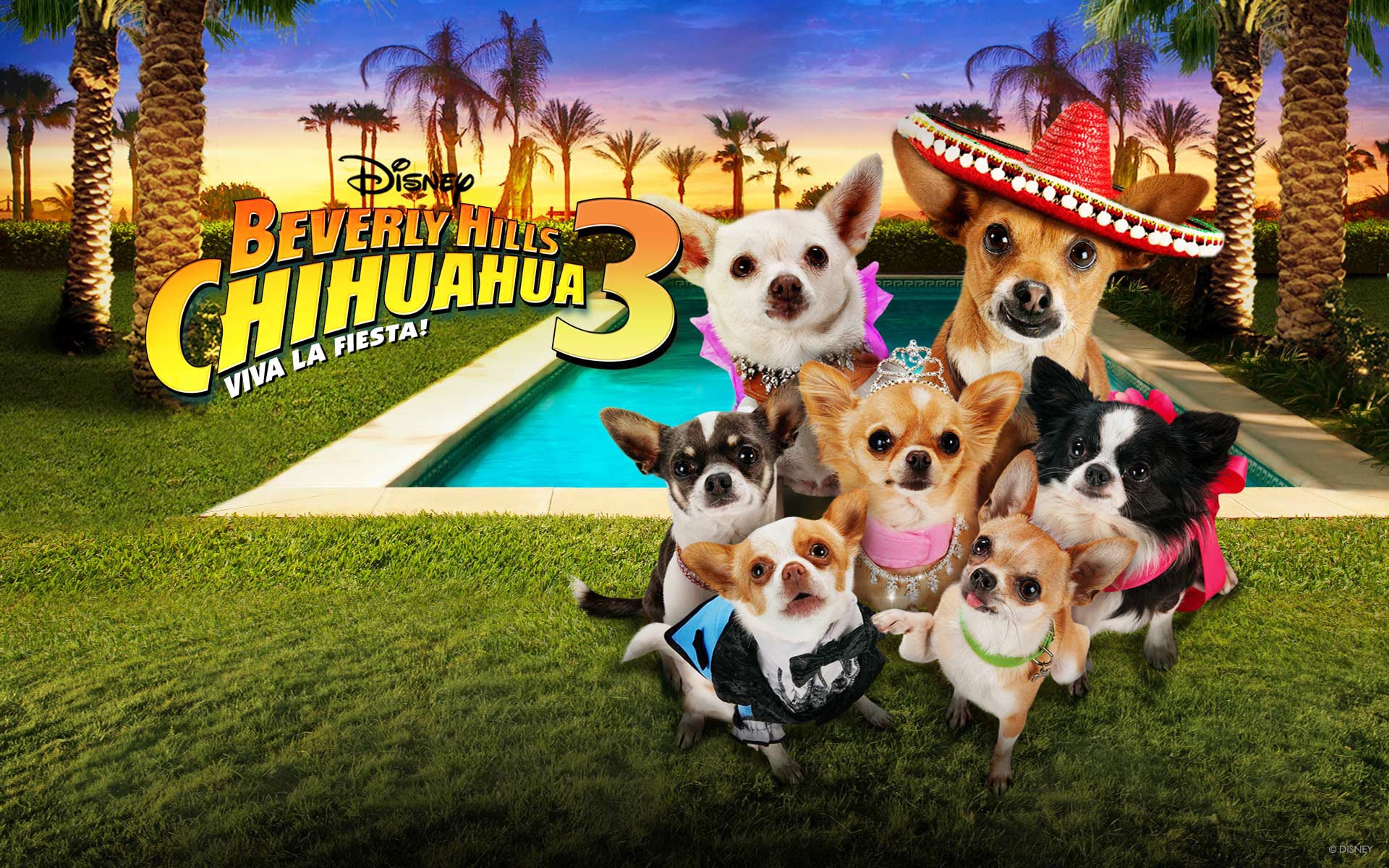 Beverly Hills Chihuahua wallpaper, Movie, HQ Beverly Hills Chihuahua pictureK Wallpaper 2019