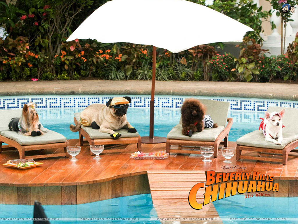 Free Download Beverly Hills Chihuahua HD Movie Wallpaper