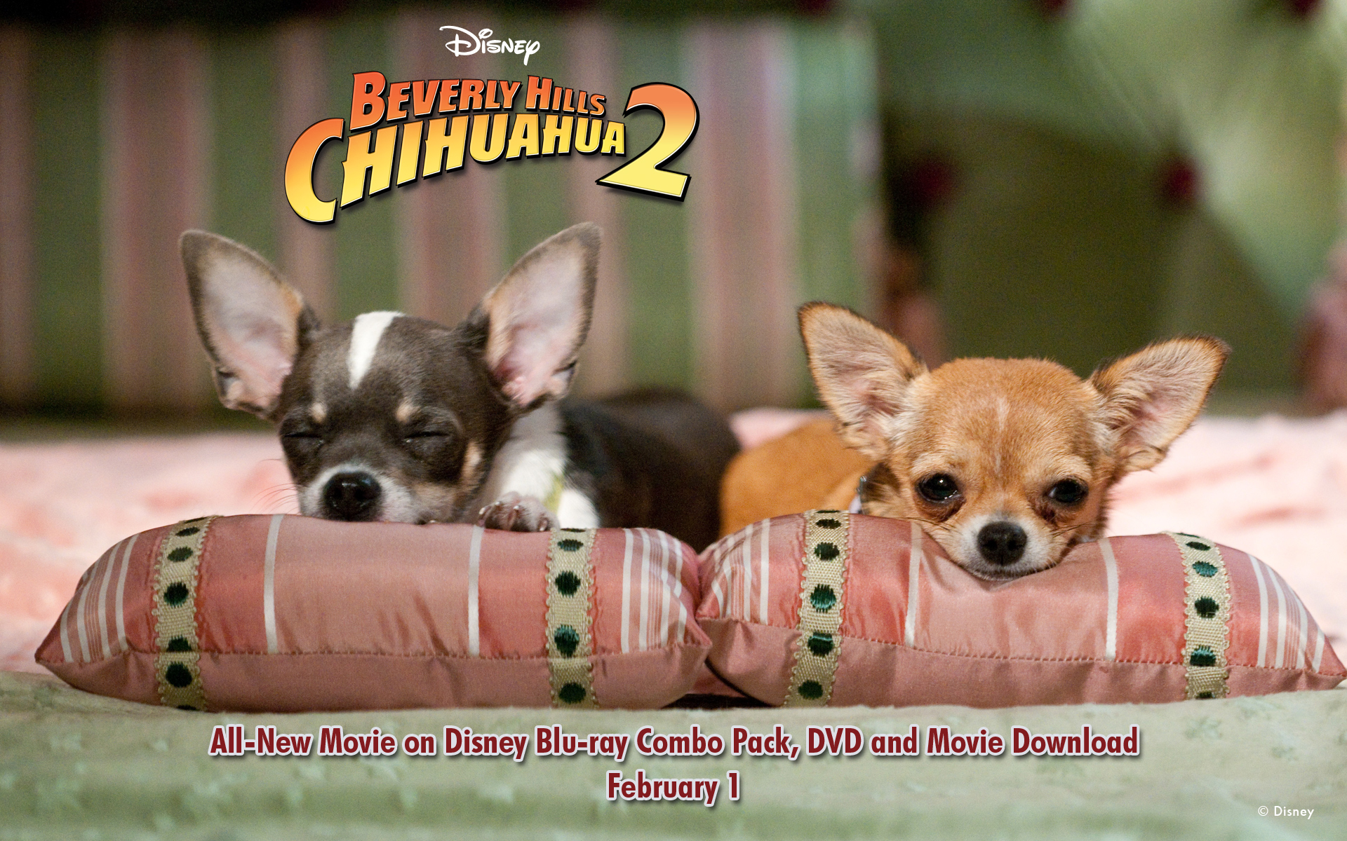 Free download Beverly Hills Chihuahua2 Wallpaper Disney 1 [1920x1200] for your Desktop, Mobile & Tablet. Explore Christmas Chihuahua Desktop Wallpaper. Black Chihuahua Wallpaper, Chihuahua Puppies Wallpaper Desktop, Chihuahua Dogs Wallpaper