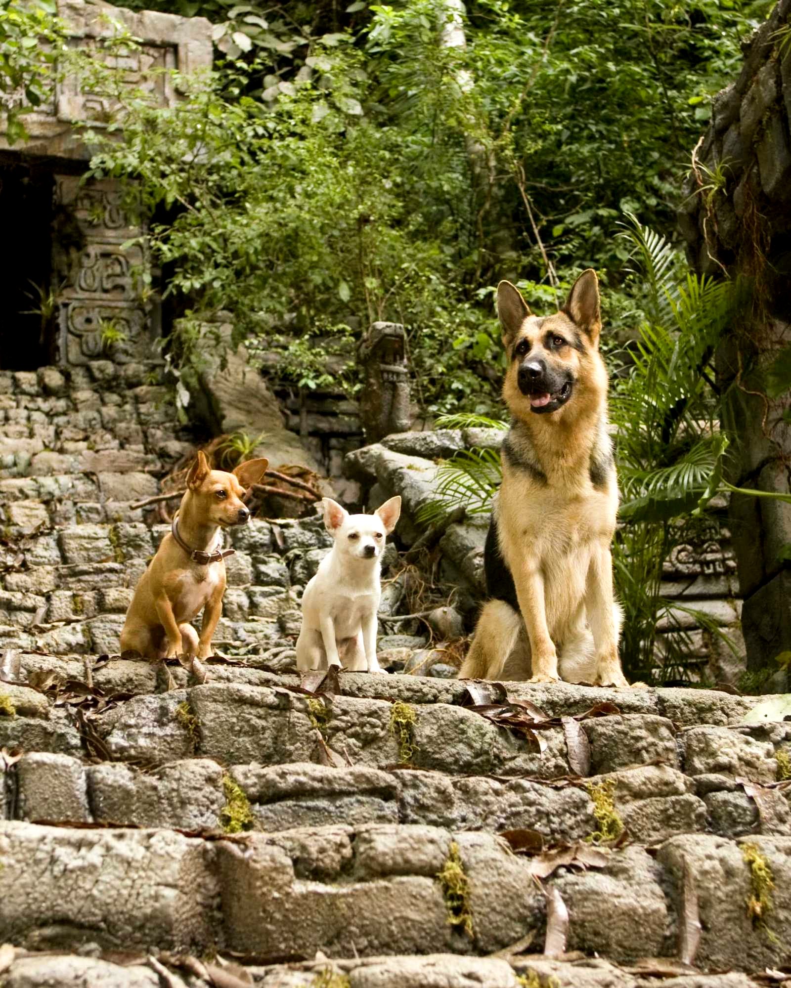 Beverly Hills Chihuahua ideas. beverly hills chihuahua, chihuahua, beverly hills