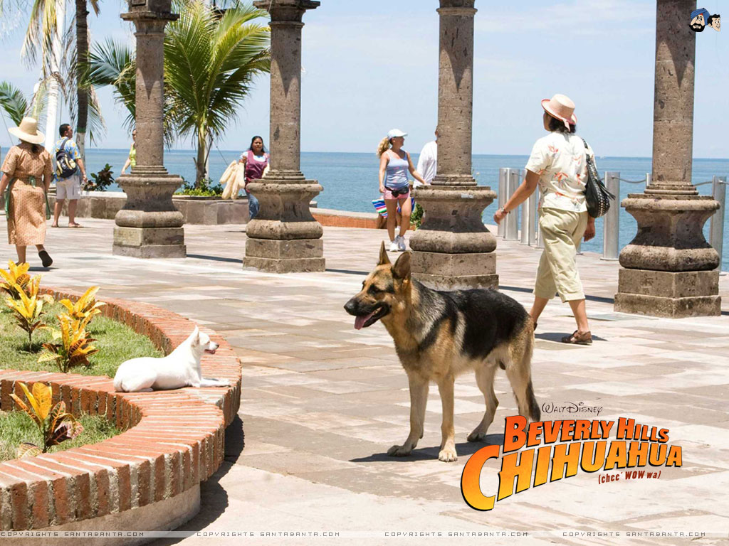 Free Download Beverly Hills Chihuahua HD Movie Wallpaper
