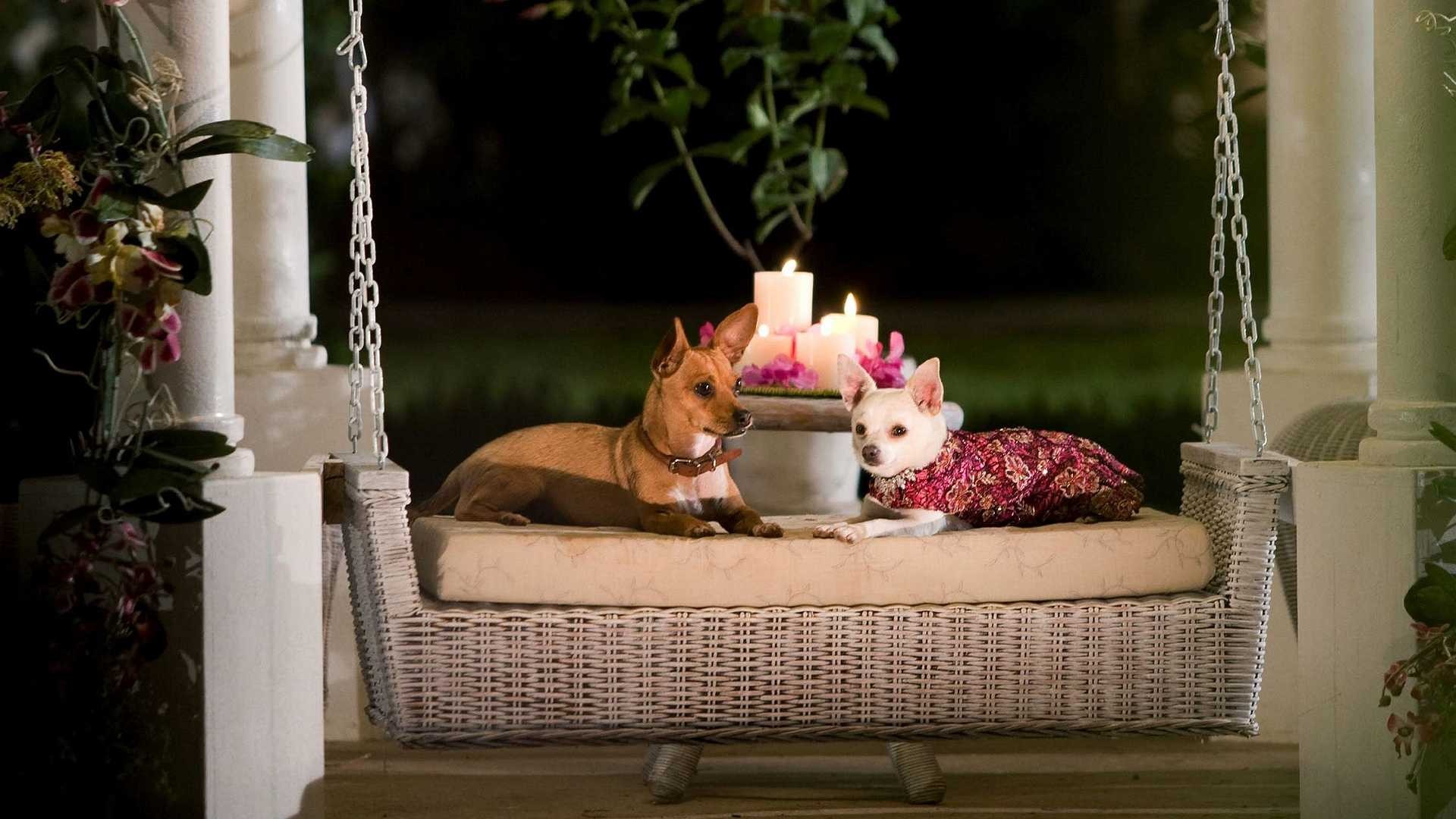 Beverly Hills Chihuahua HD Wallpaper. Background Imagex1080