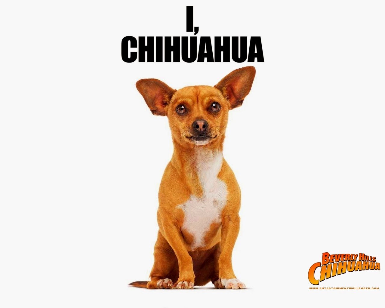 Animated Film Reviews: Beverly Hills Chihuahua (2008) Barking Good Family Comedy