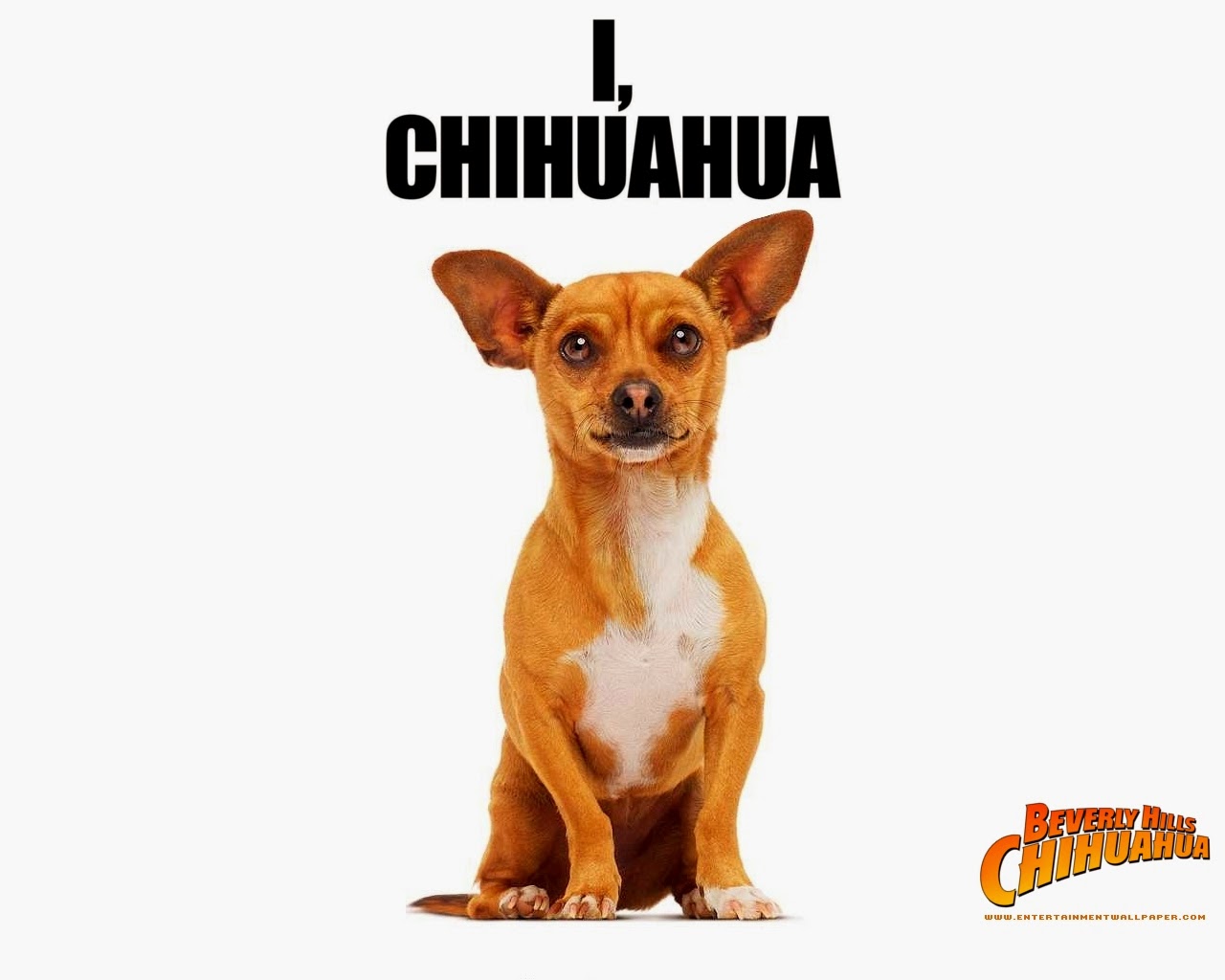 Animated Film Reviews: Beverly Hills Chihuahua Barking Good Family Comedy