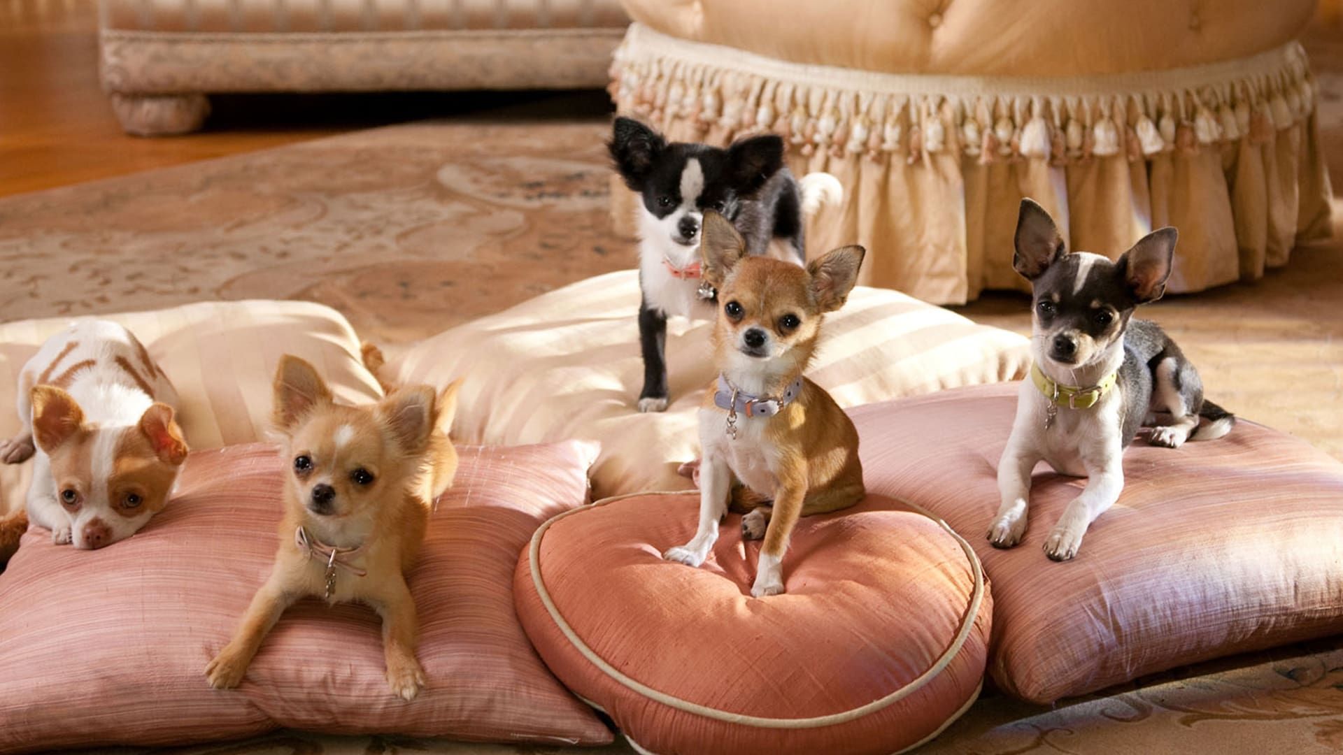 Beverly Hills Chihuahua 2 on HBO MAX, HBO, and Streaming Online