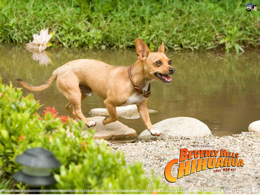 Wallpaper. HD Wallpaper. Ultra HD 4K Wallpaper for Desktop & Mobiles