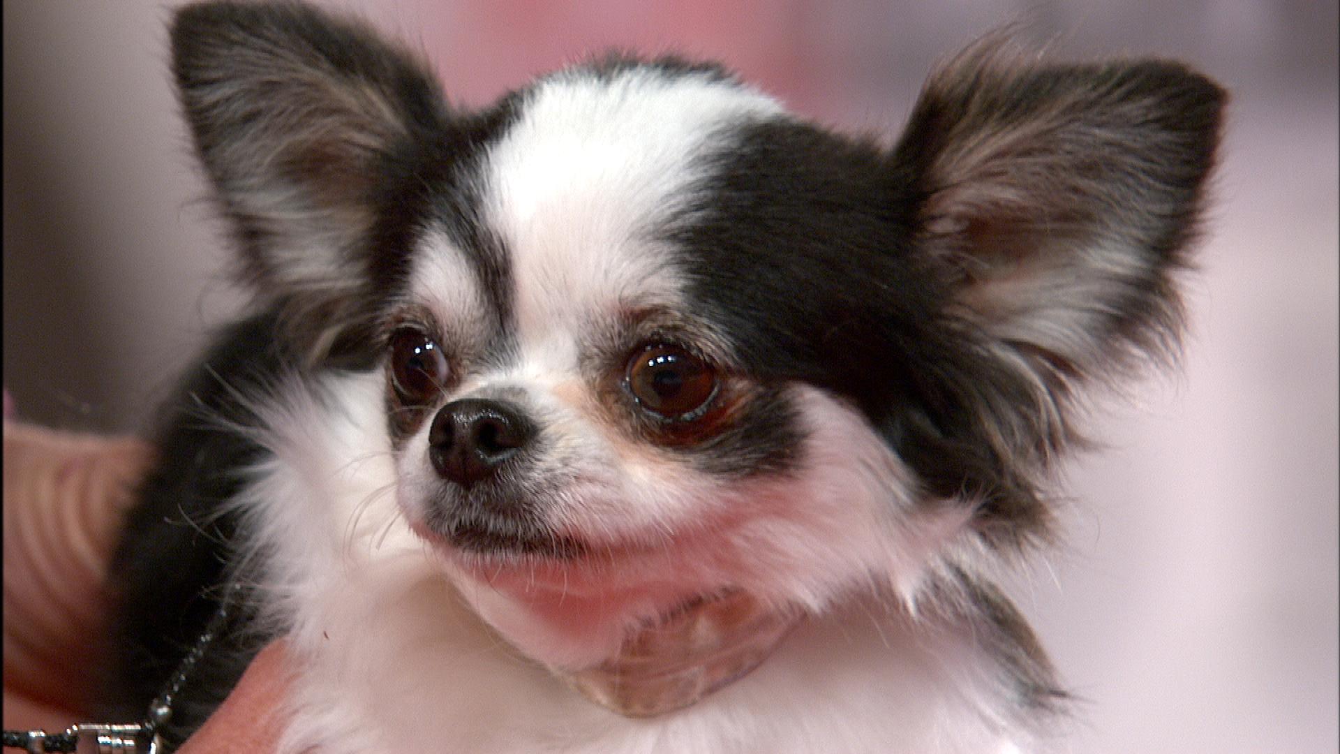 Beverly Hills Dog Show Long Coat Chihuahua 2018 Toy Group