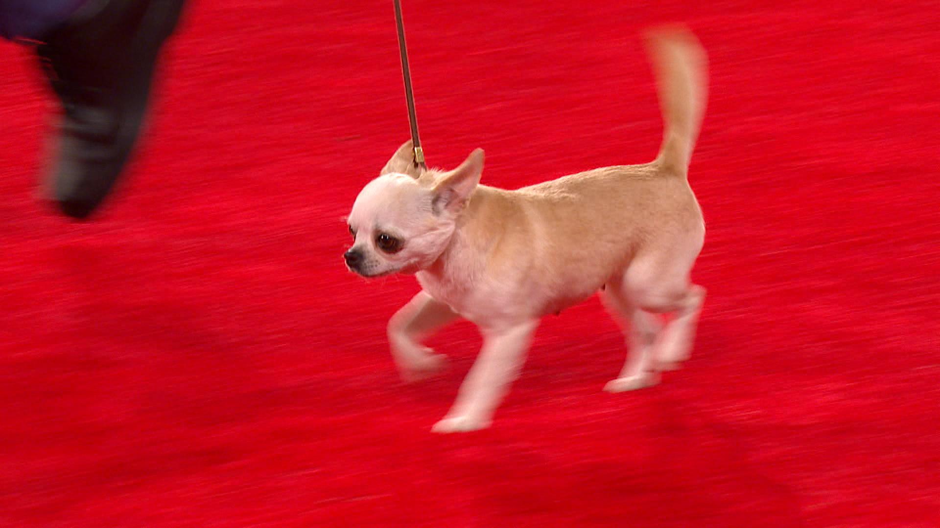 Smooth Coat Chihuahua, 2019 Beverly Hills Dog Show, Toy Group
