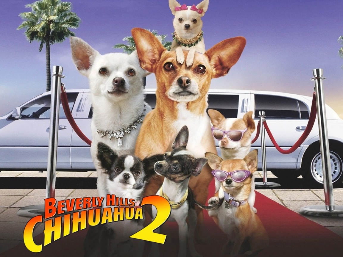 Beverly Hills Chihuahua 2 Picture