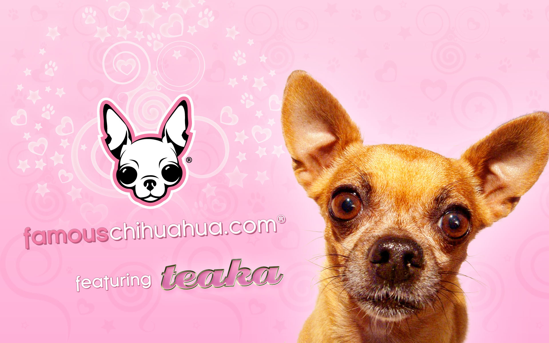 Chihuahua Puppies Wallpaper Desktop