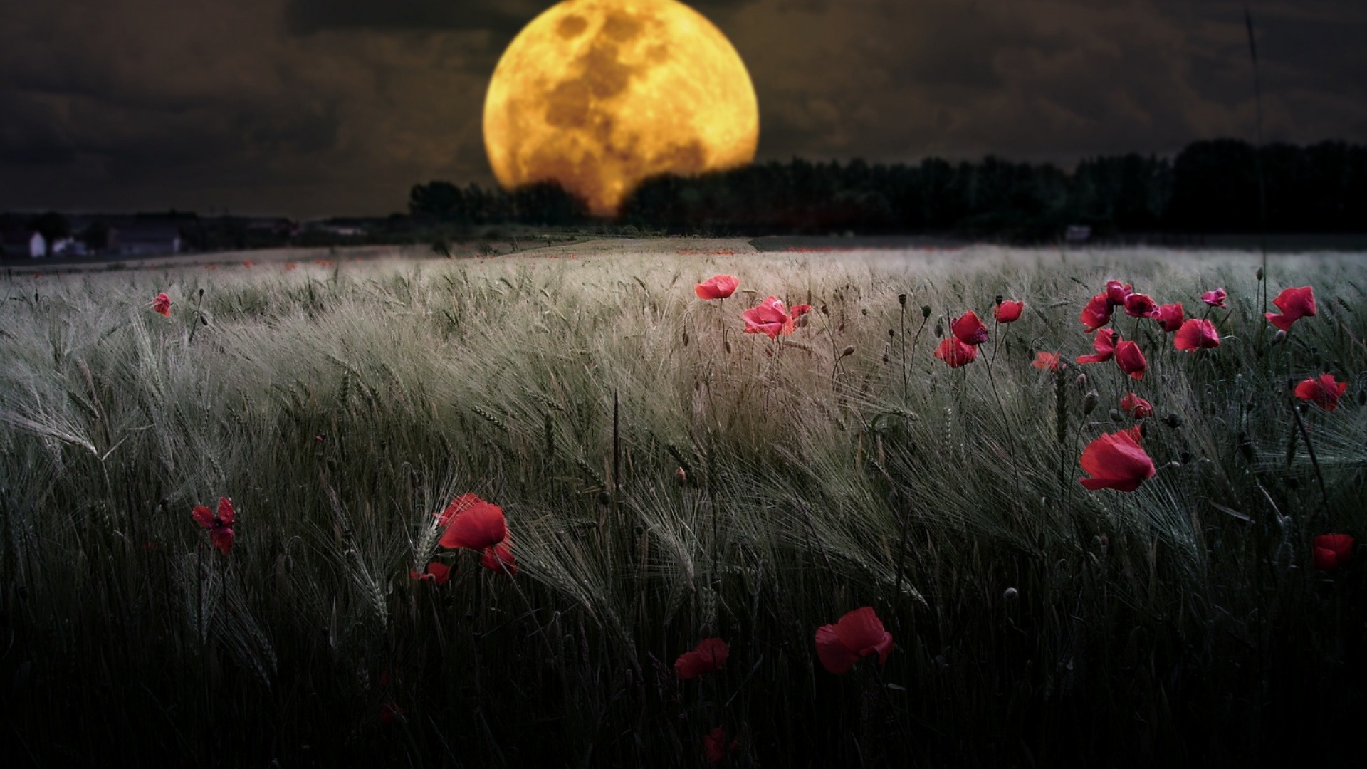 Field Full Moon Moon Night Poppy Red Flower Summer Wallpaper:1920x1080