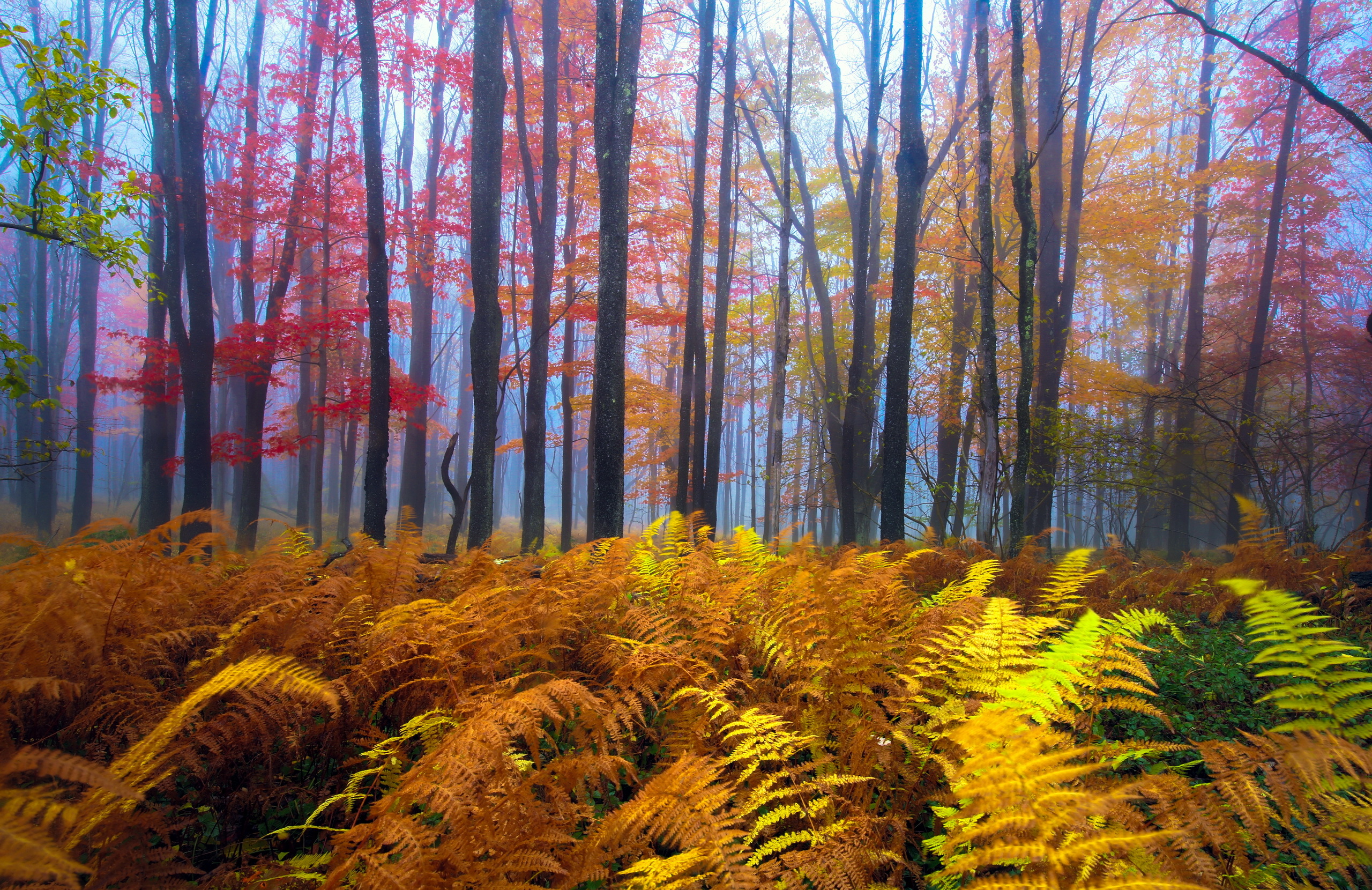 Wallpaper Autumn Nature forest Trees 2560x1660