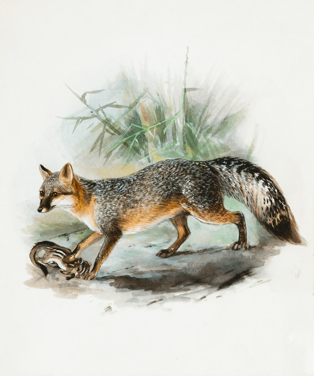 Grey Fox Picture. Download Free Image