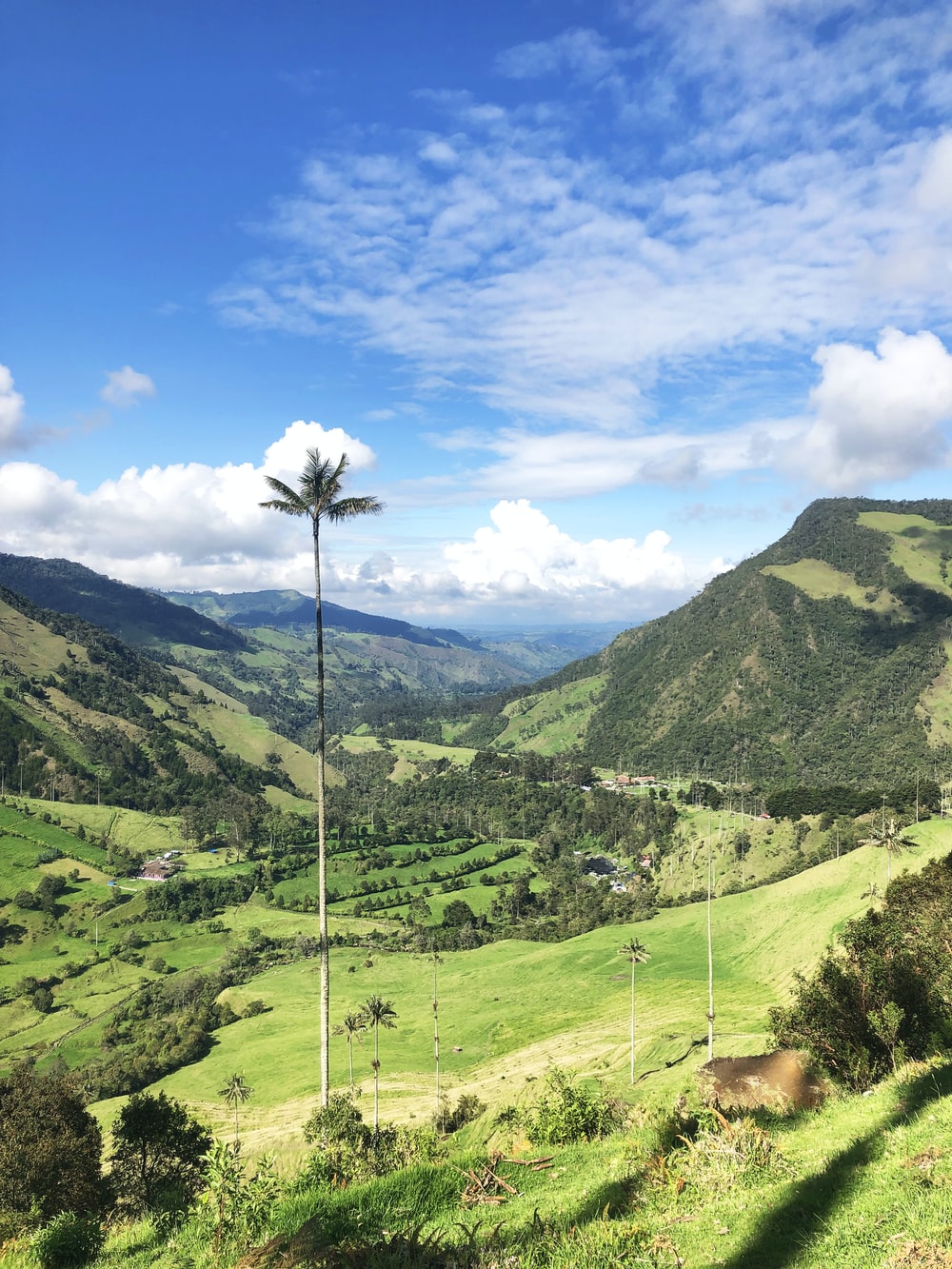 Cocora Picture. Download Free Image