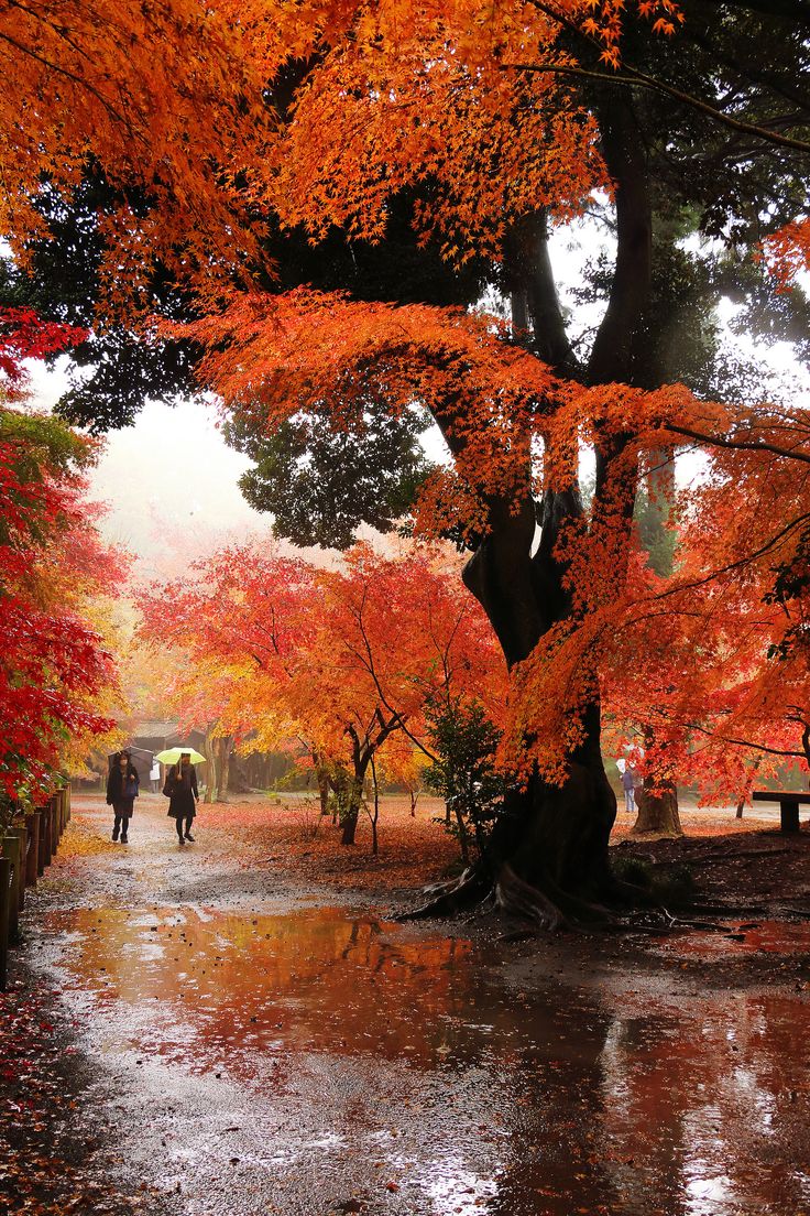 rain. Autumn rain, Autumn scenes, Autumn scenery