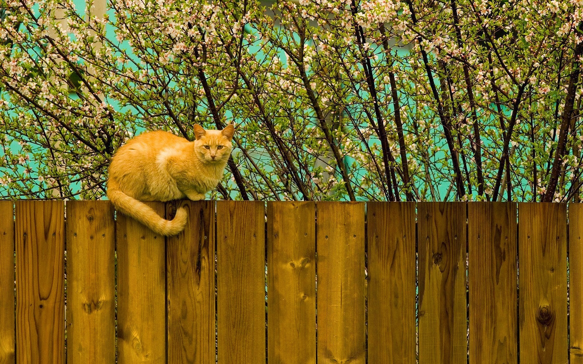 nature, Cat Wallpaper HD / Desktop and Mobile Background