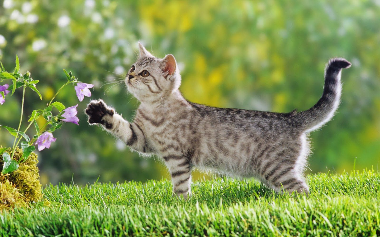 animal nature. Kittens cutest, Cute cat wallpaper, British shorthair kitten