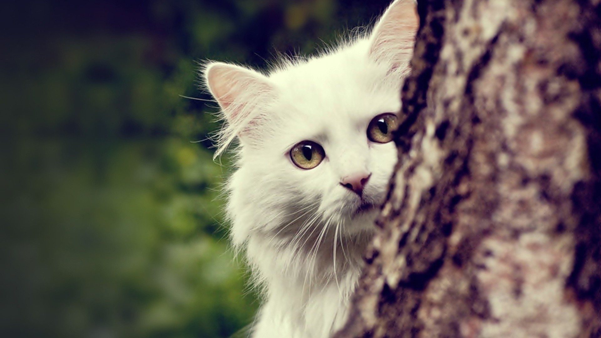 animals nature cat maine coon HD wallpaper, Background