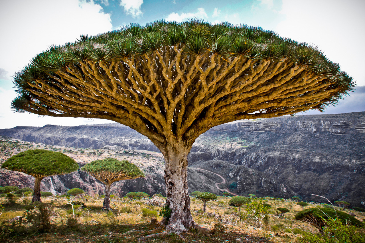 Socotra Wallpapers - Wallpaper Cave