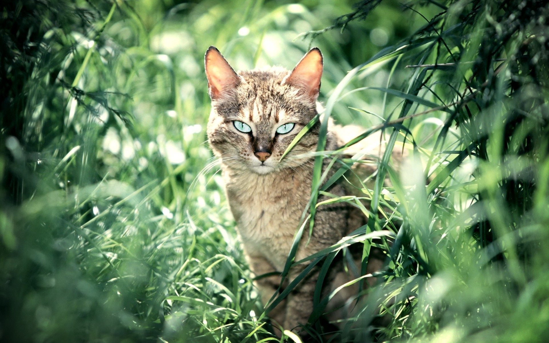 nature cats animals 1920x1200 wallpaper High Quality Wallpaper, High Definition Wallpaper