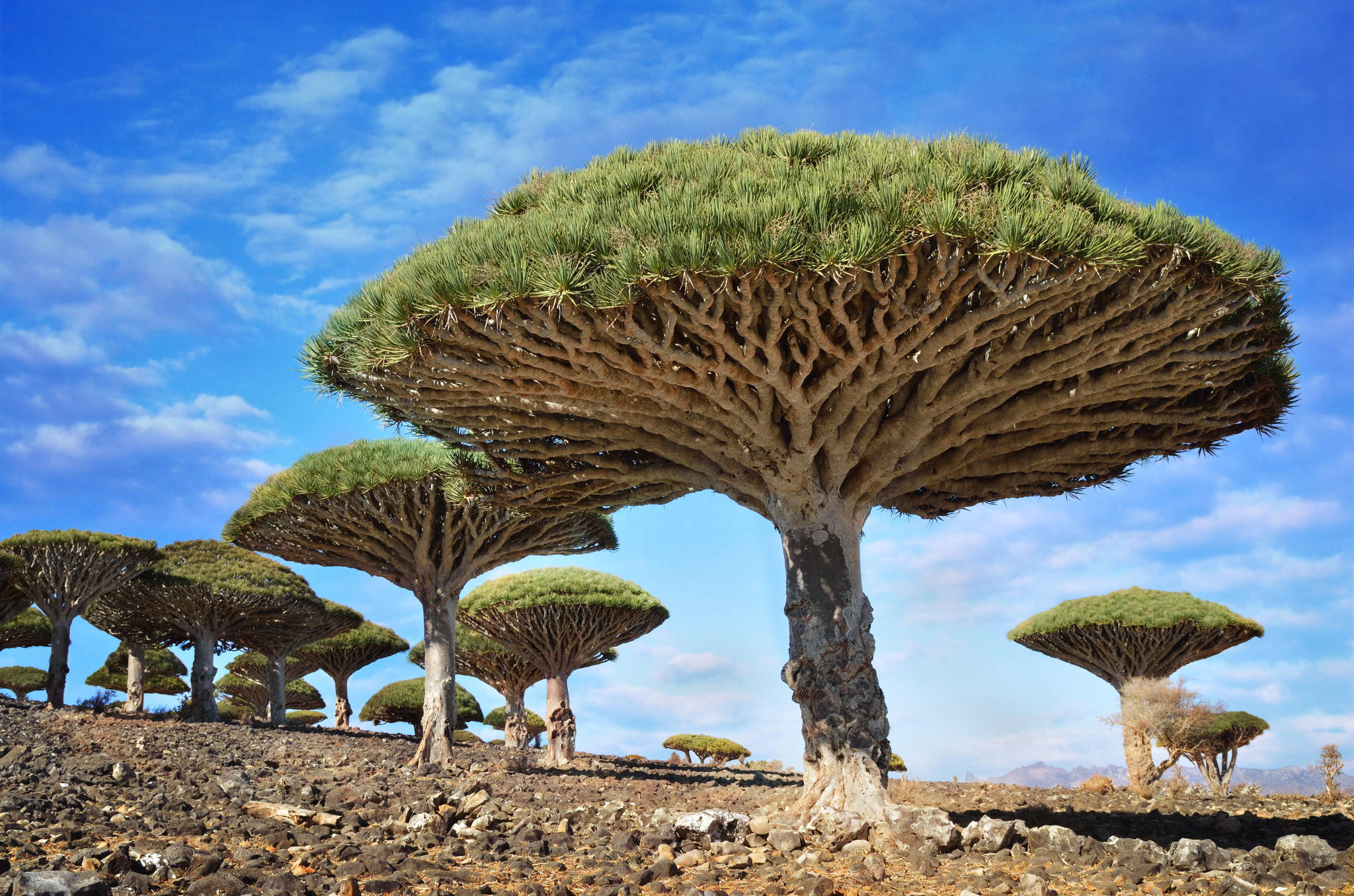 nature, Trees, Rock, Dragon Blood Tree, Socotra, Yemen Wallpaper HD / Desktop and Mobile Background