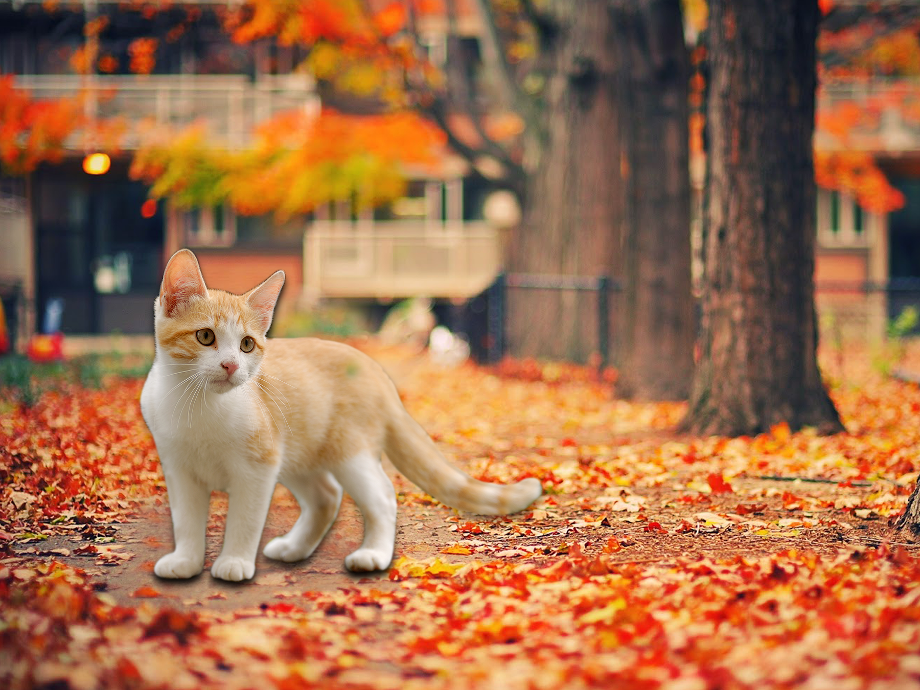 Autumn Cat Wallpaper Free Autumn Cat Background