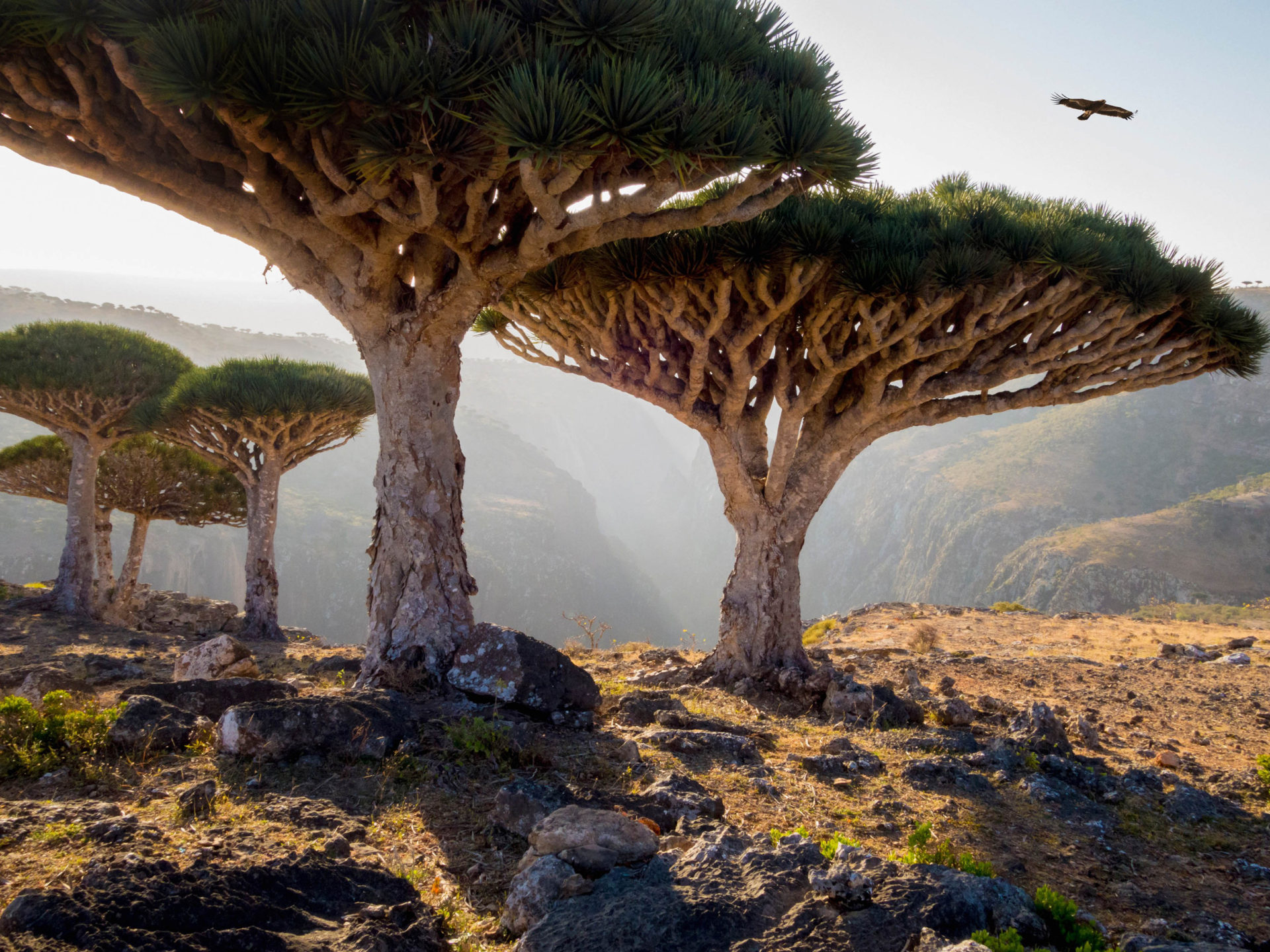 Dracaena Cinnabari Called Dragon's Blood Trees Huge Trees In Dragon Dragons In Rocky Areas Homil Protected Area Socotra Yemen HD Wallpaper Download For Mobile And Tablet, Wallpaper13.com