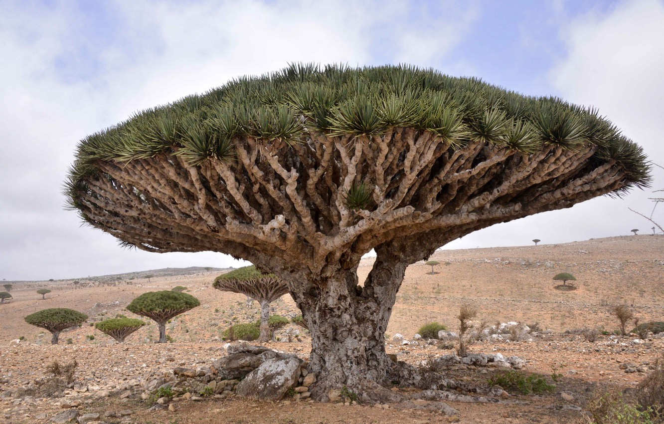 Socotra Wallpapers - Wallpaper Cave