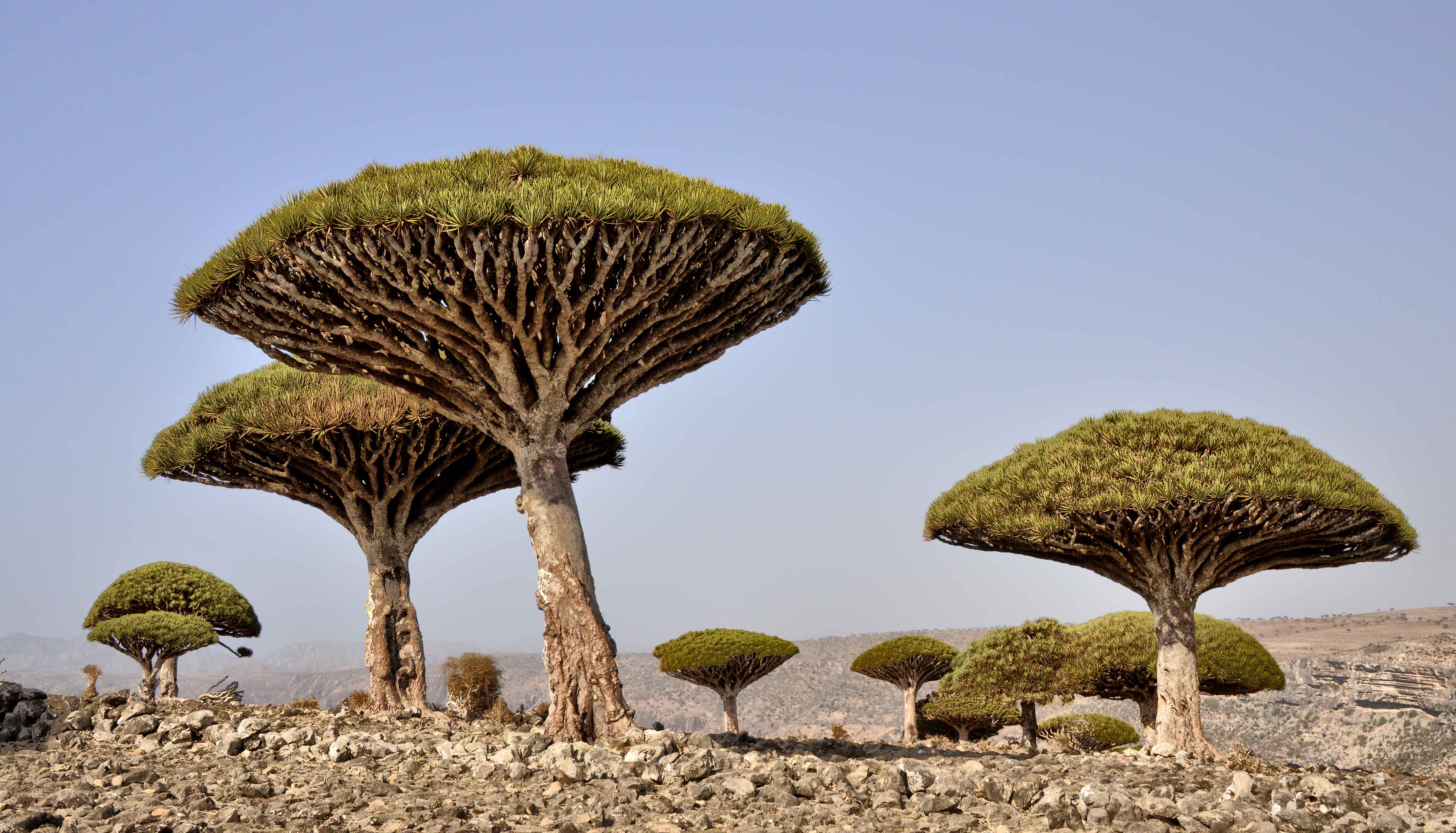 Wallpaper, trees, landscape, grass, sky, blood, island, Yemen, dragons, tree, plant, shrubland, endemic, socotra 6016x3441