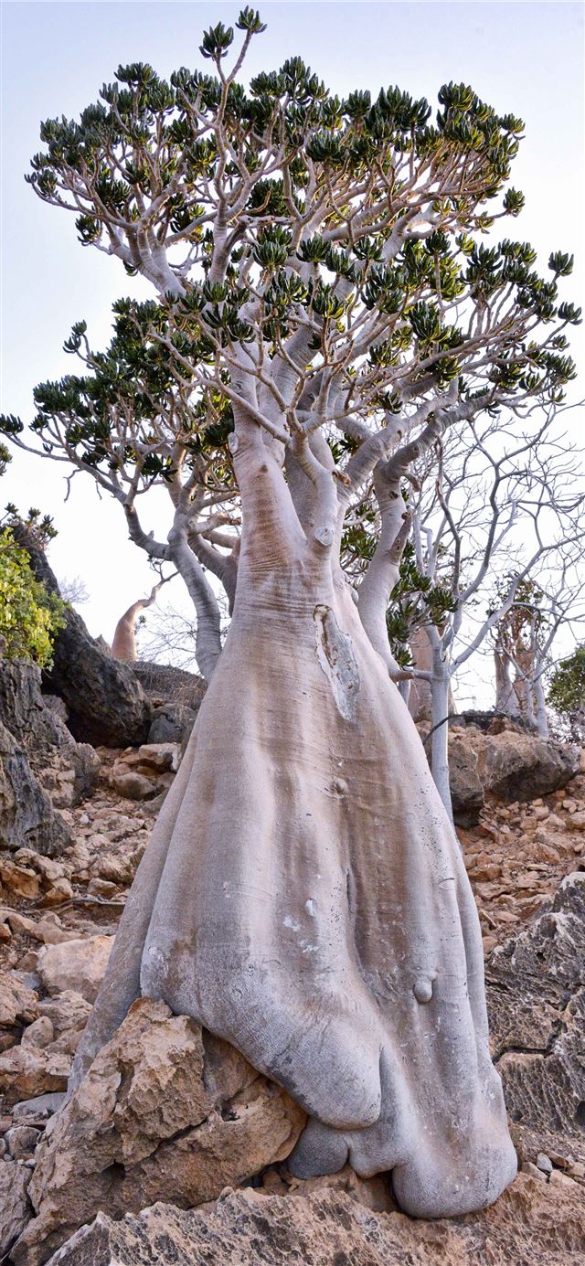 Best Socotra island iPhone 11 HD Wallpaper