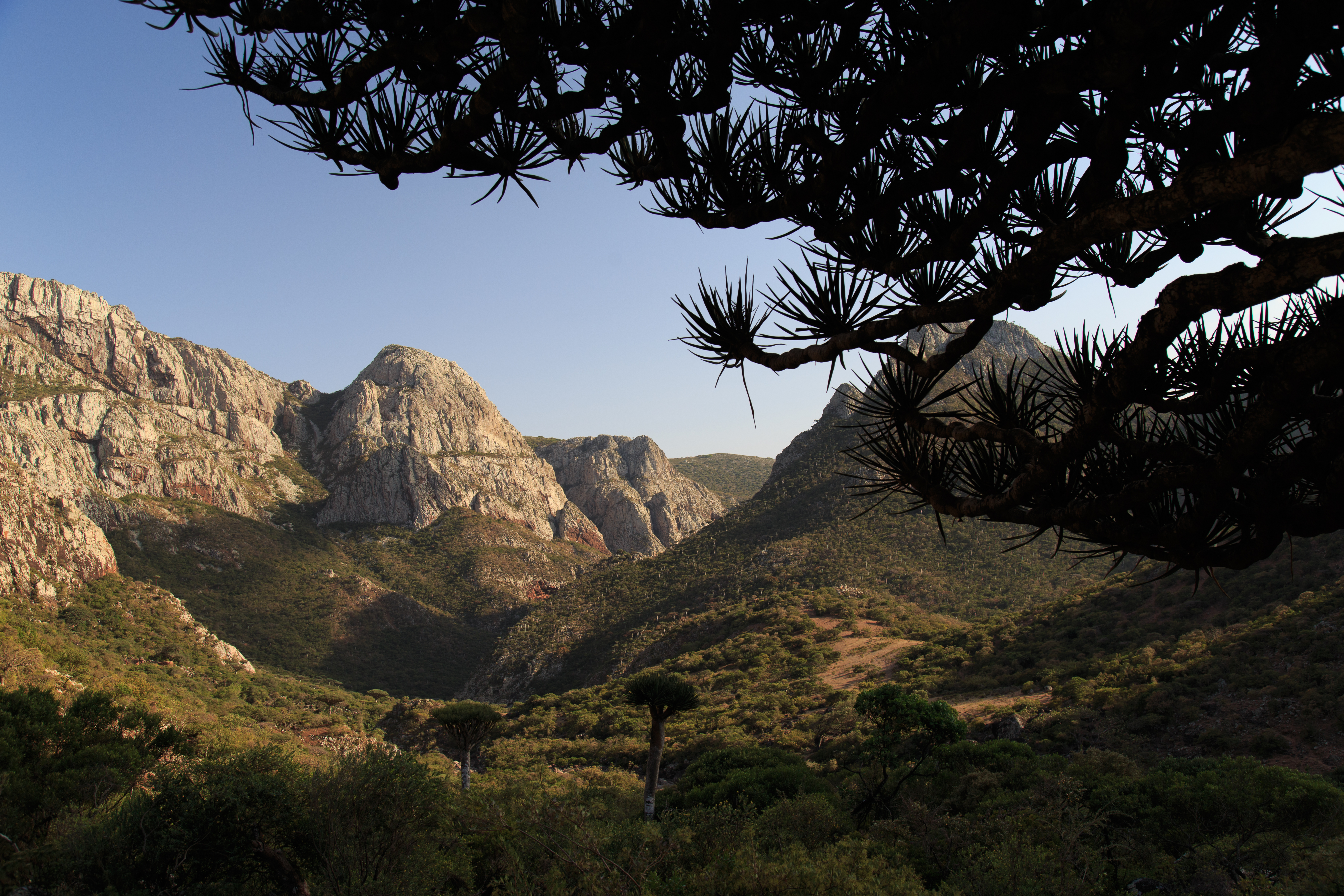 Wallpaper, tree, blood, dragon, ngc, Yemen, hadramaut, socotra 5472x3648