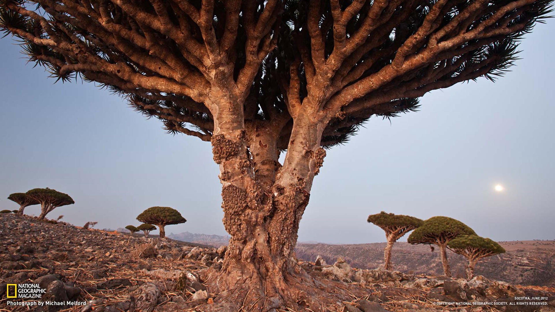 Dragon Blood Tree Socotra National Geographic Photography Wallpaper Previewwallpaper.com