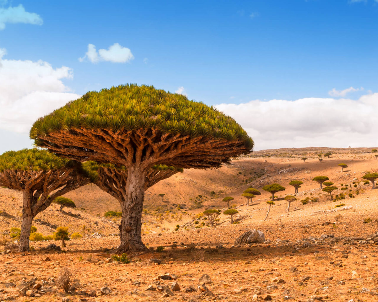 Дерево в пустыне зонтиком