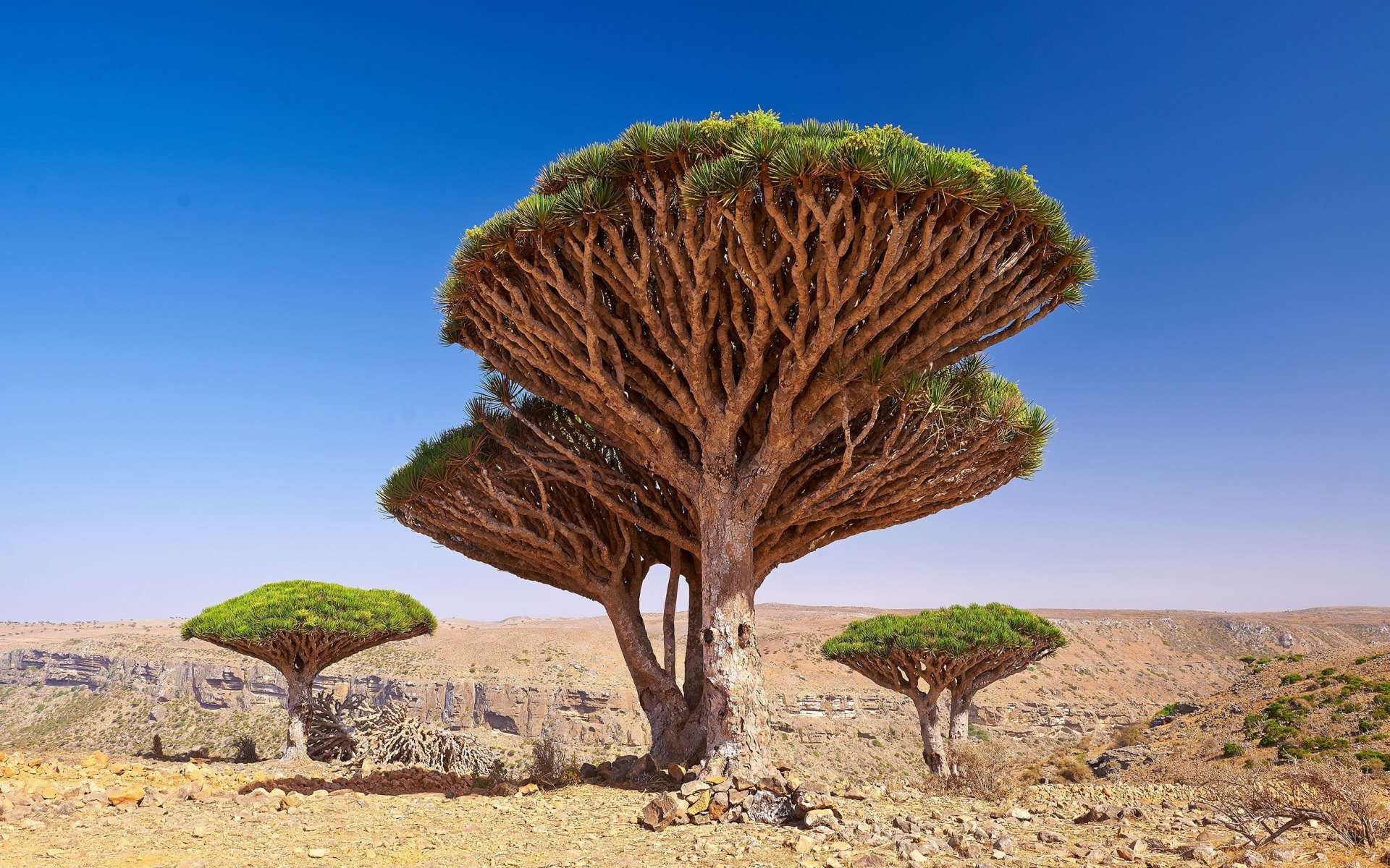 Socotra Wallpapers - Wallpaper Cave