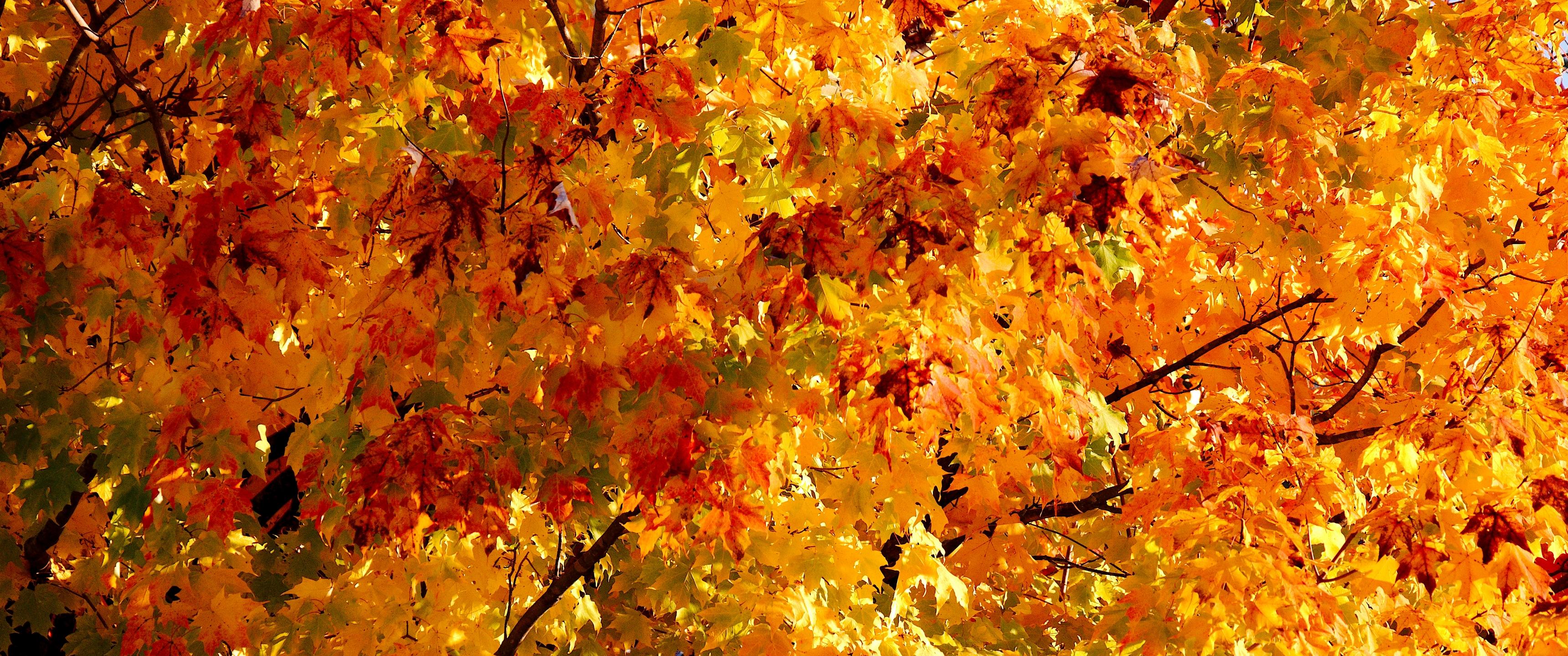 Autumn Maple [3440x1440]: WidescreenWallpaper