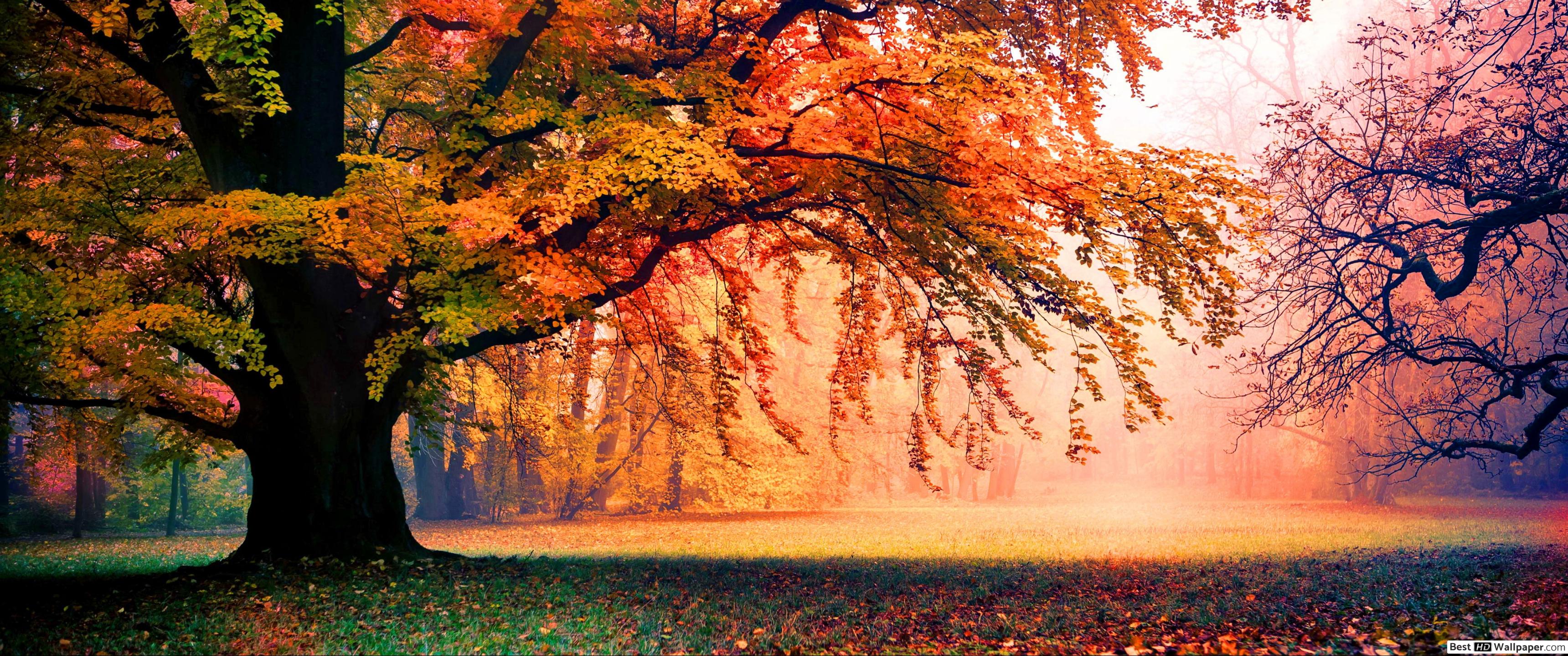 Tree in Misty Autumn Park HD wallpaper download
