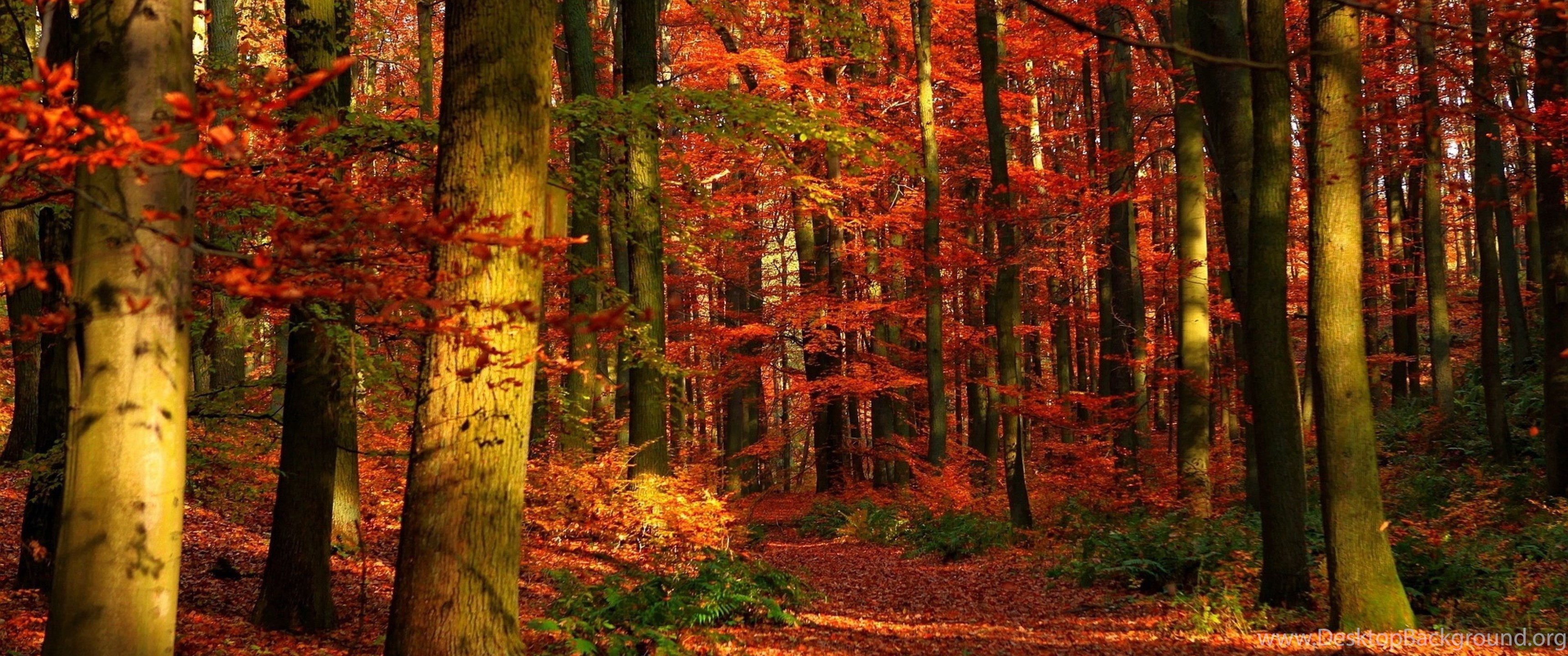 4K Ultra HD Autumn Wallpaper HD, Desktop Background 3840x2160. Desktop Background