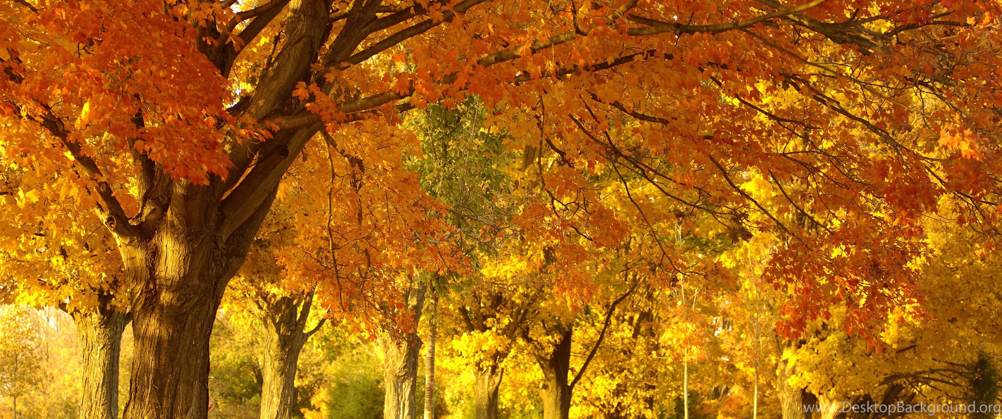 Dried Autumn Leaf HD Wallpaper Desktop Background