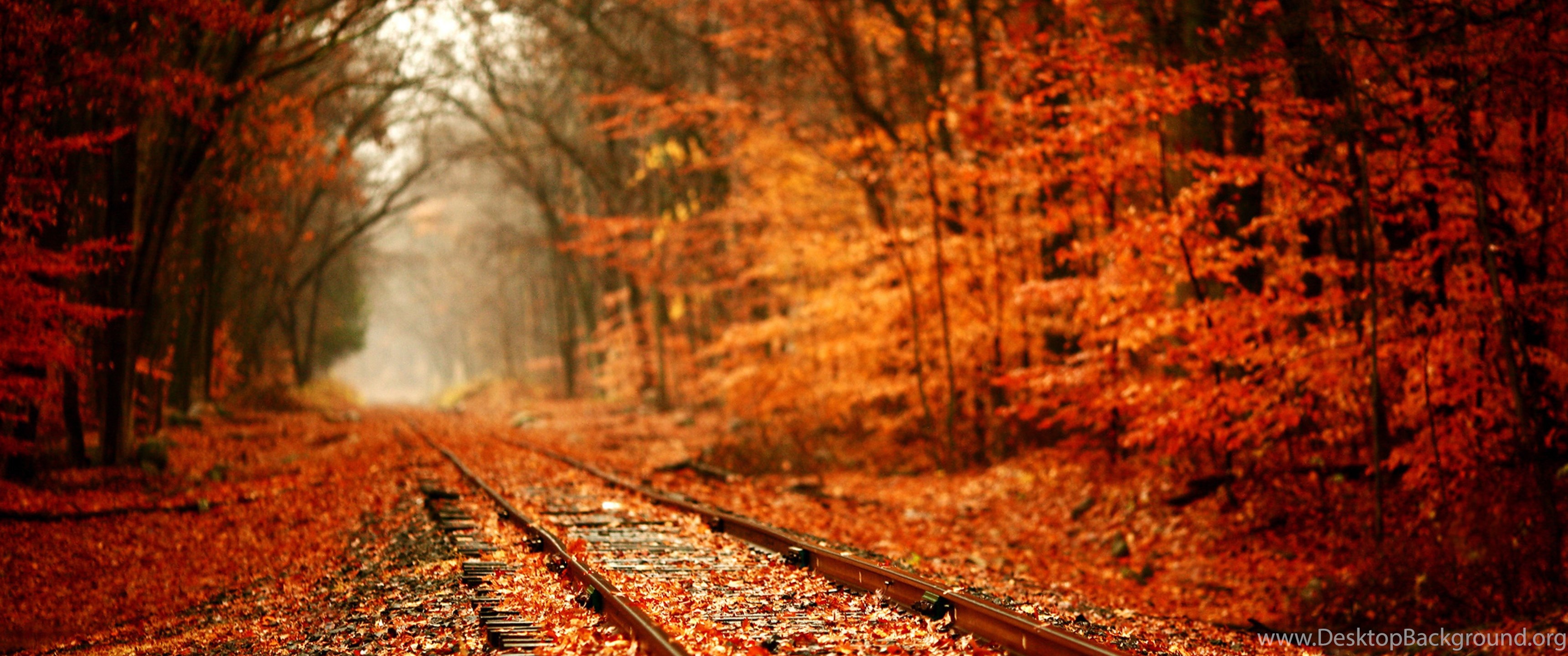 Railroad Full With Autumn Leaves HD Wallpaper Desktop Background