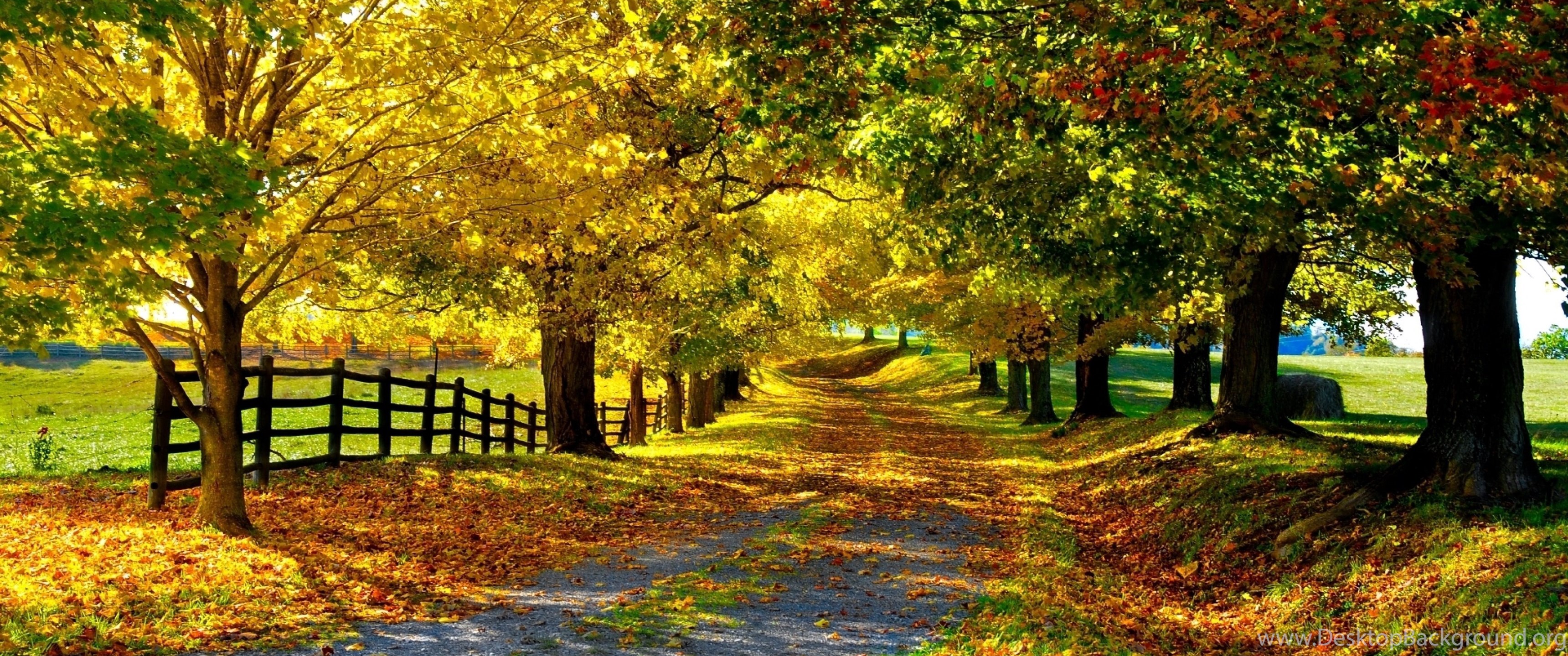 Download Autumn Leaves Wallpaper Photo Desktop Background