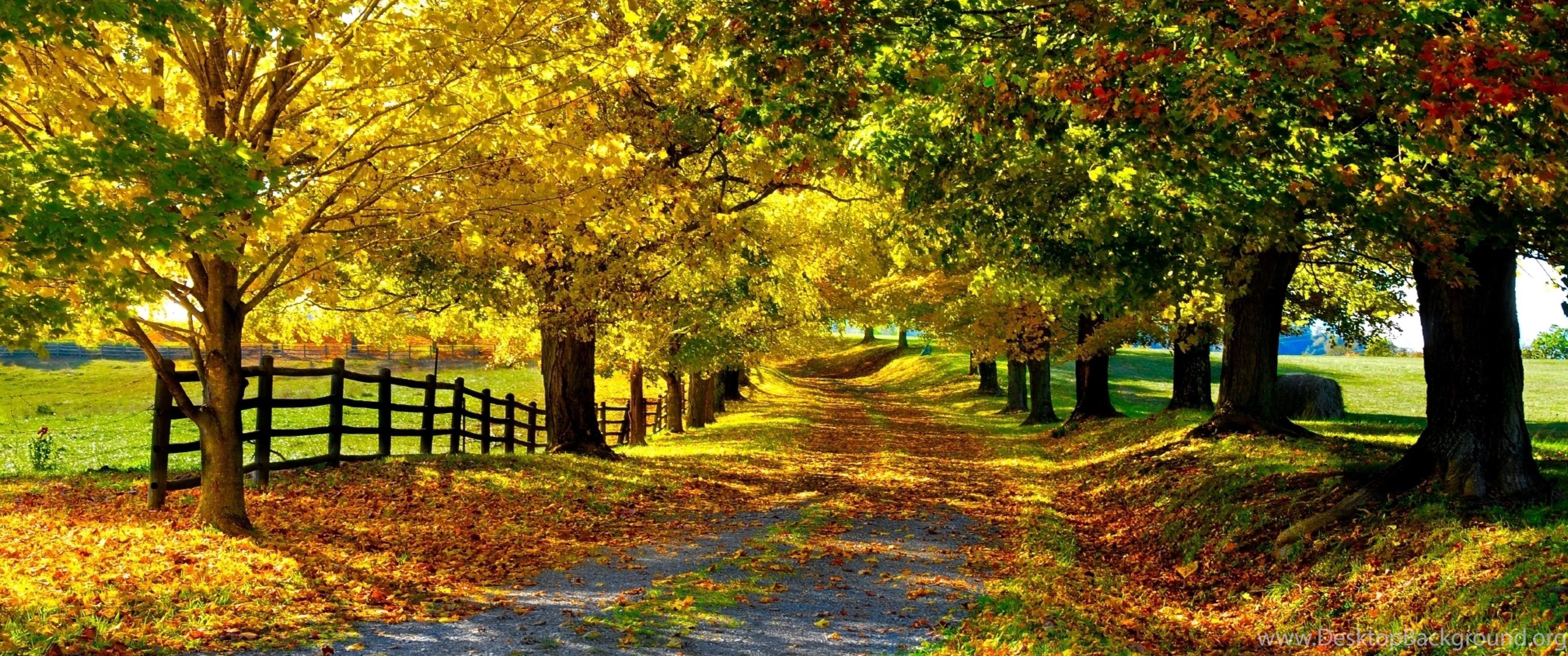 Күзгі ағаш суреті