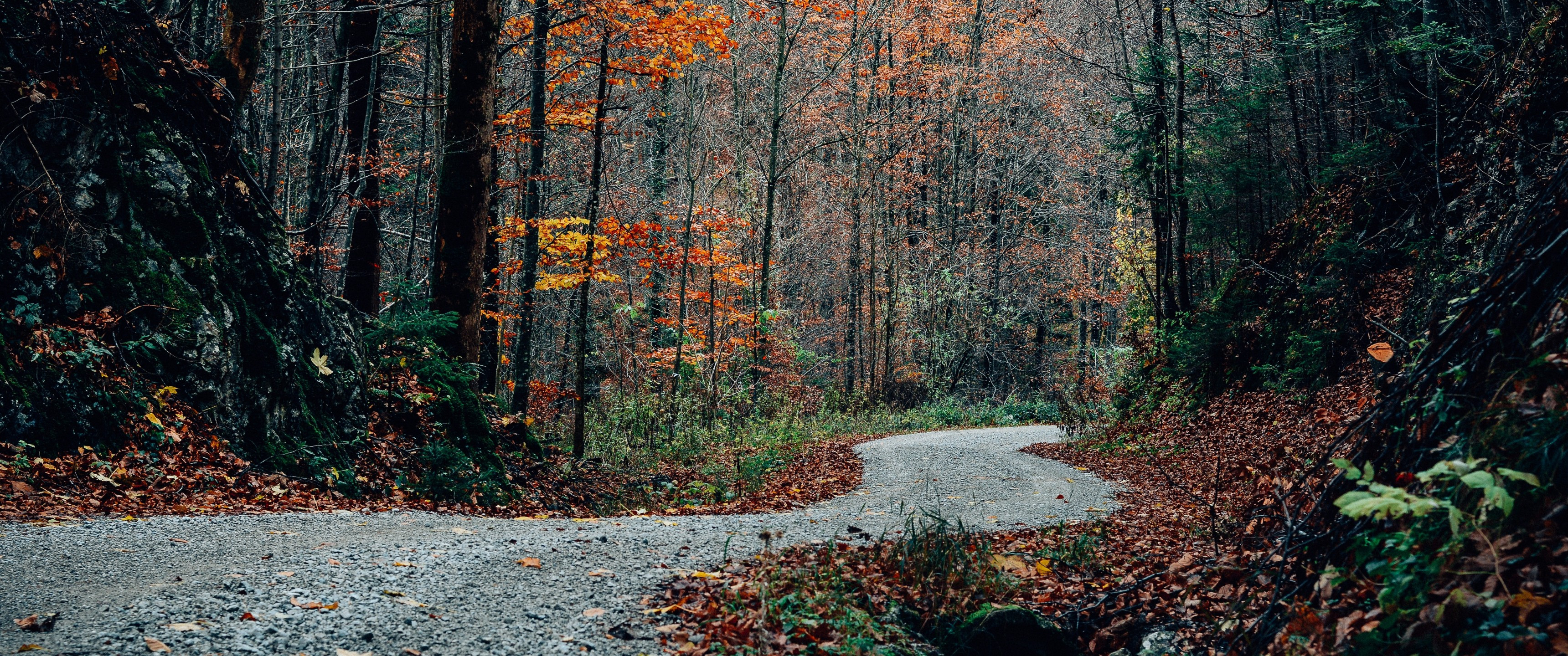 Download 3440x1440 Autumn, Forest, Trees, Leaves, Path Wallpaper