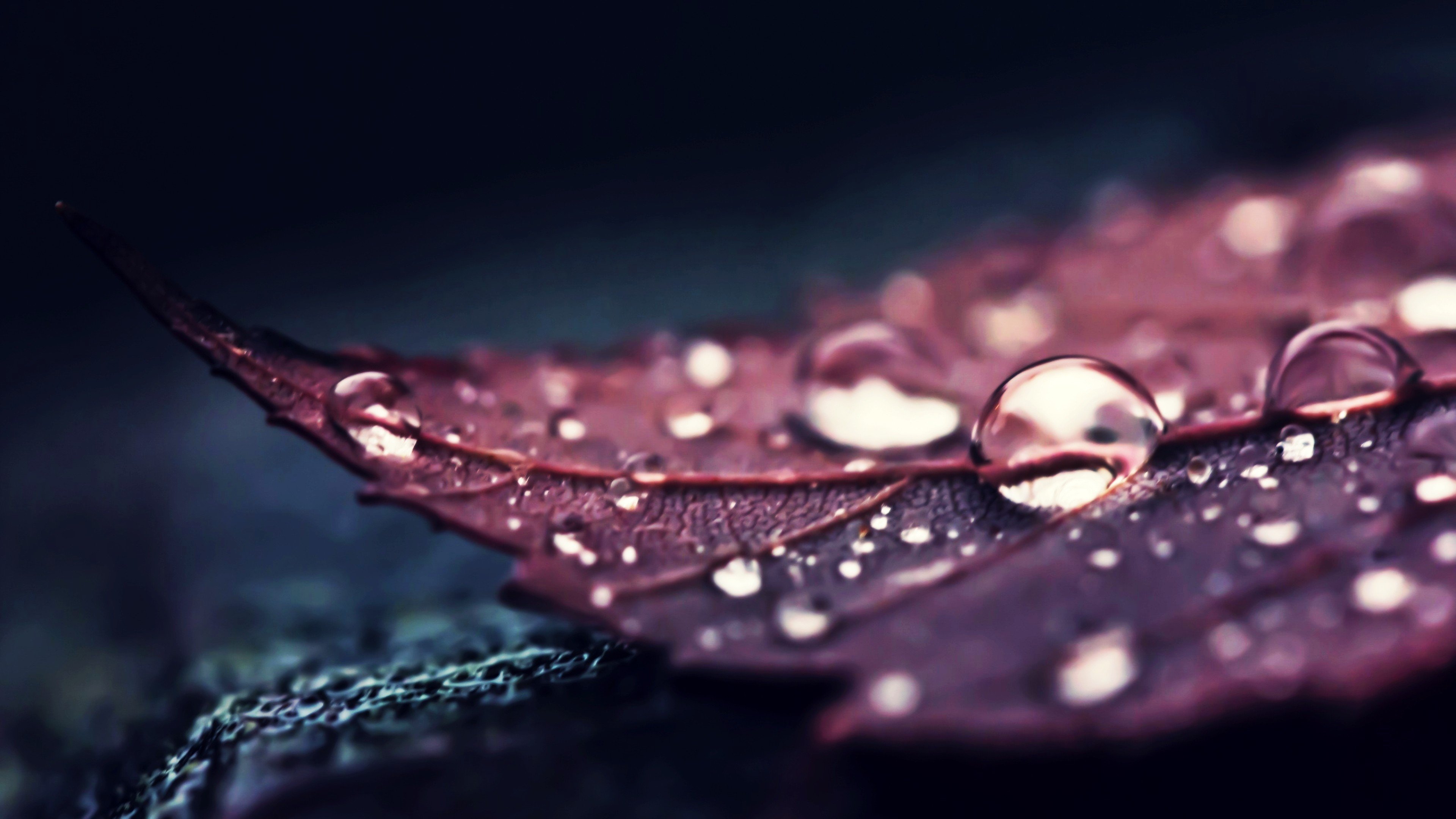 nature, Leaves, Water, Macro, Water drops HD Wallpaper / Desktop and Mobile Image & Photo